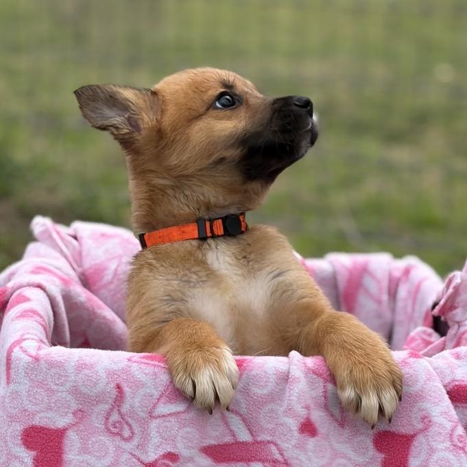 Enlarge Audrey, a Adoptable mixed breed in Ennis, TX image 4/4