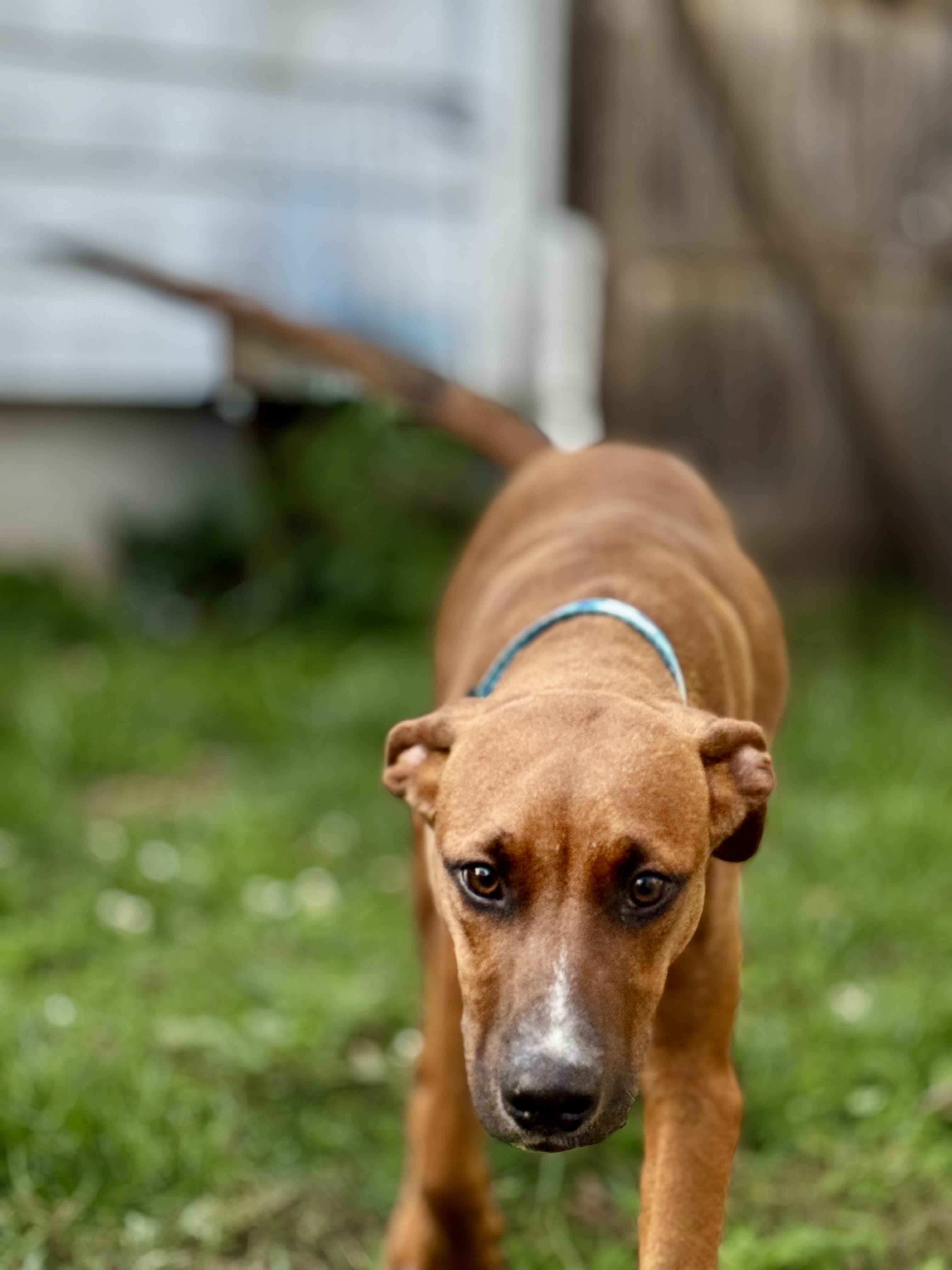 Enlarge Silas the Lover Boy!, a Adoptable mixed breed in Newton, NJ image 5/6