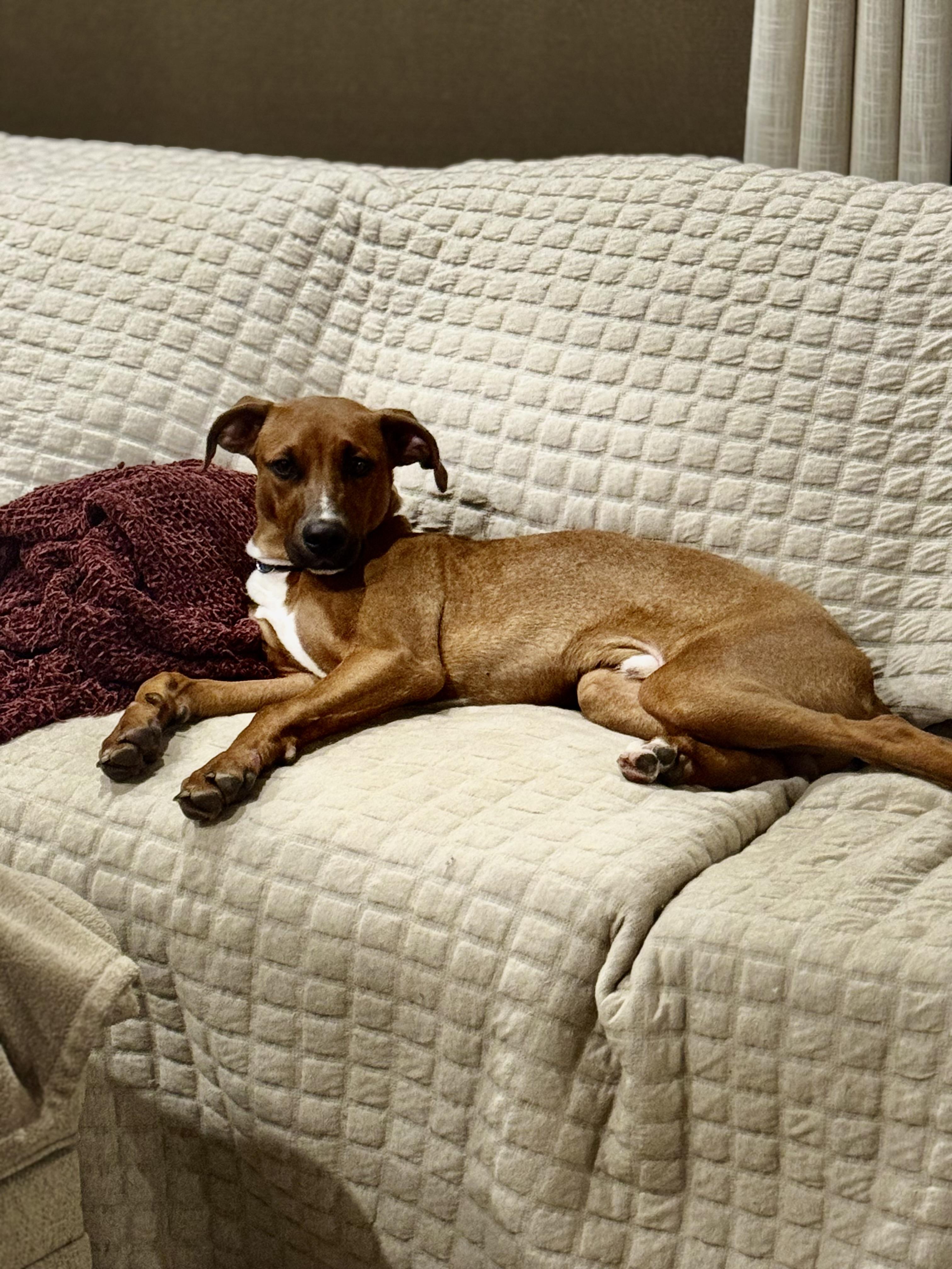 Enlarge Silas the Lover Boy!, a Adoptable mixed breed in Newton, NJ image 4/6