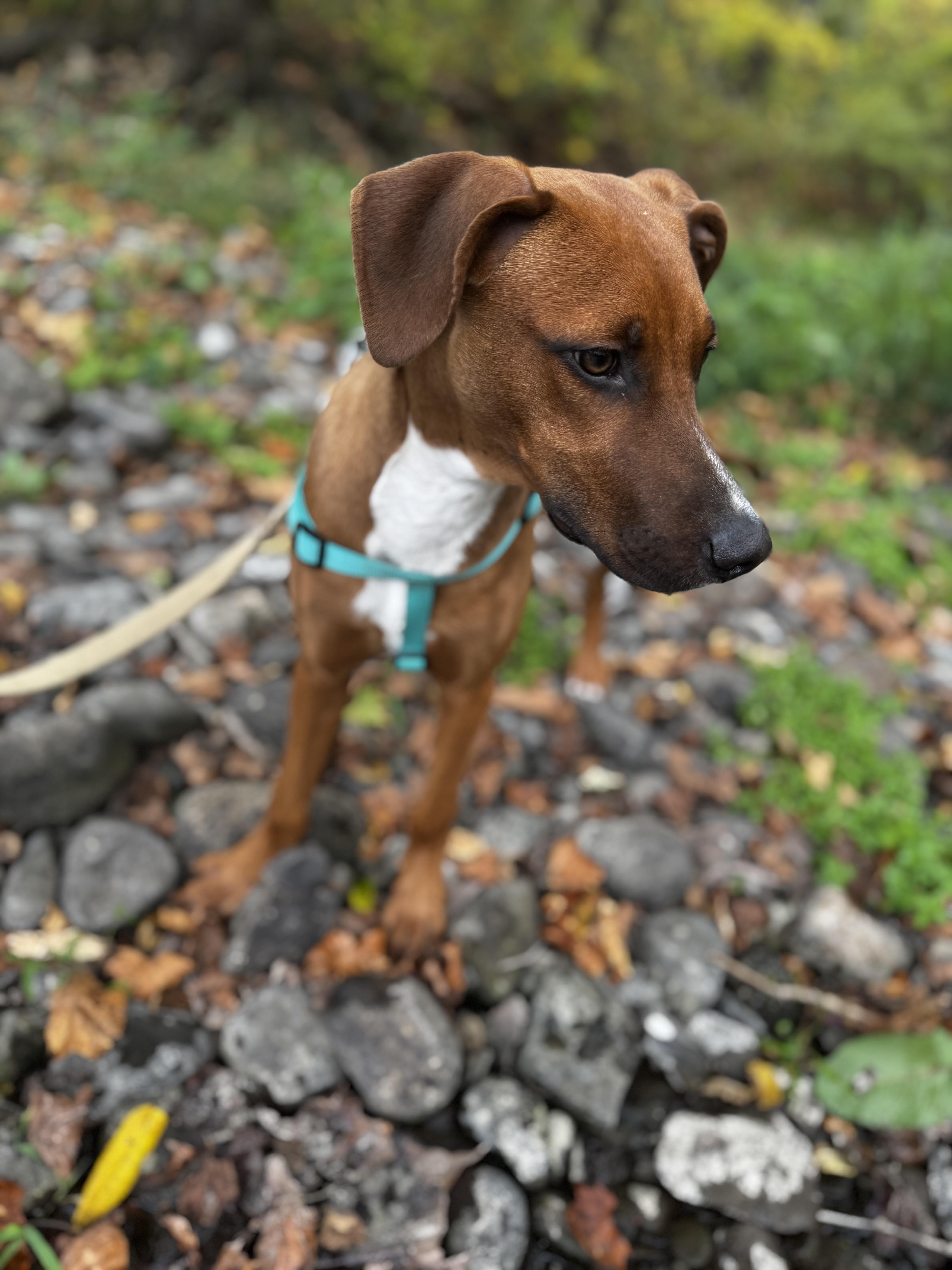 Enlarge Silas the Lover Boy!, a Adoptable mixed breed in Newton, NJ image 6/6