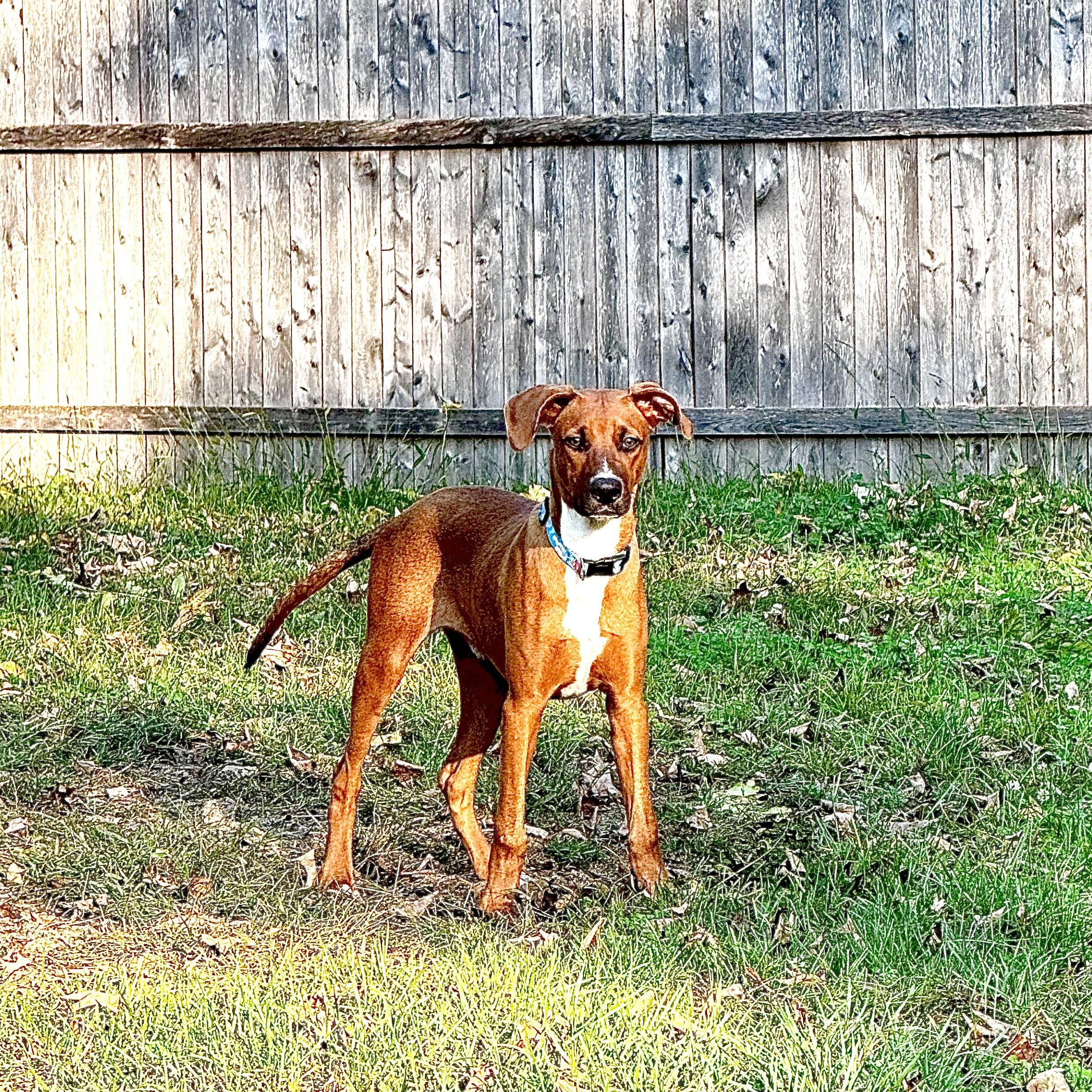 Silas the Lover Boy!, Adoptable, Young Male Vizsla.