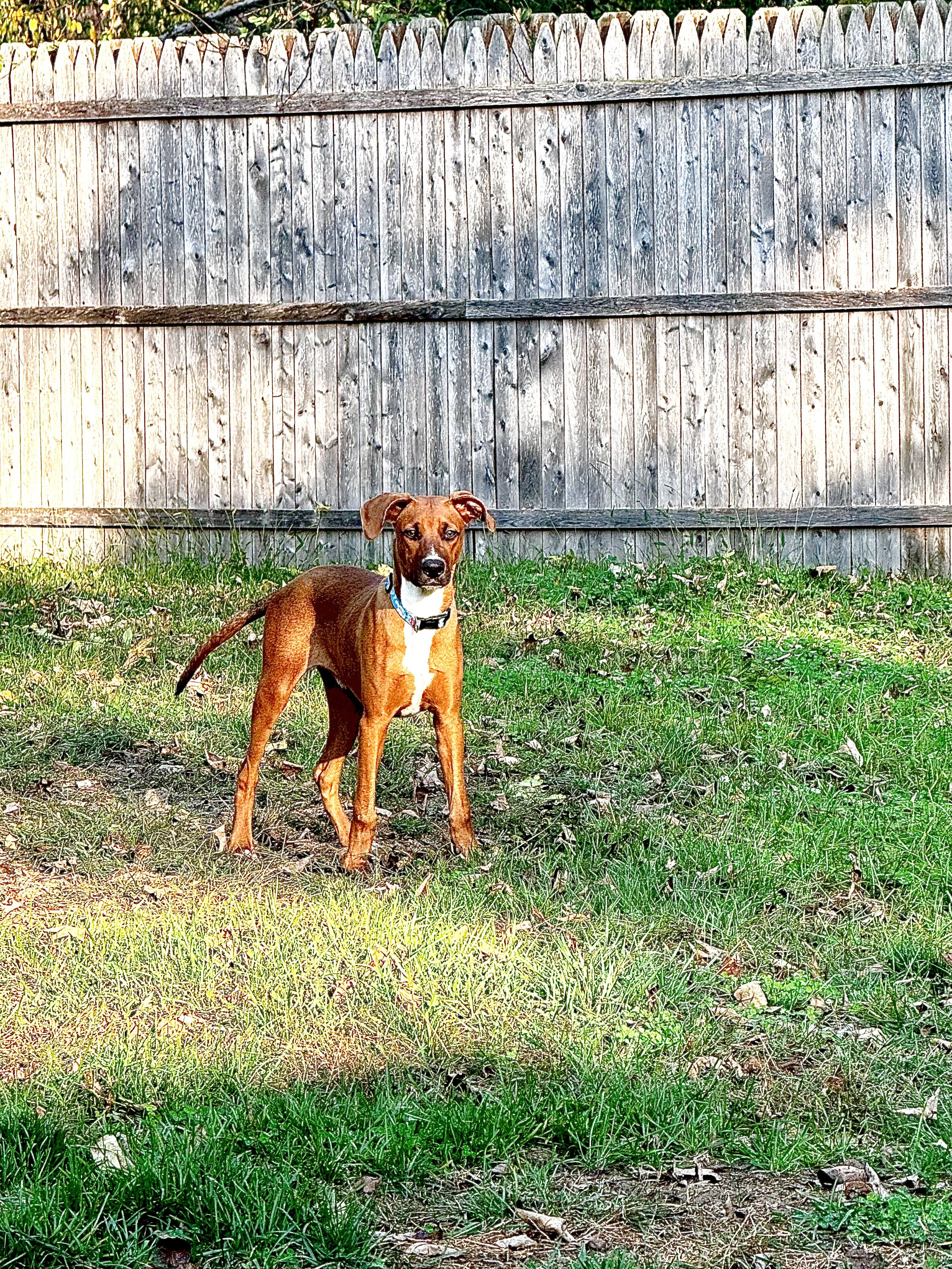 Silas The Love Puppy!