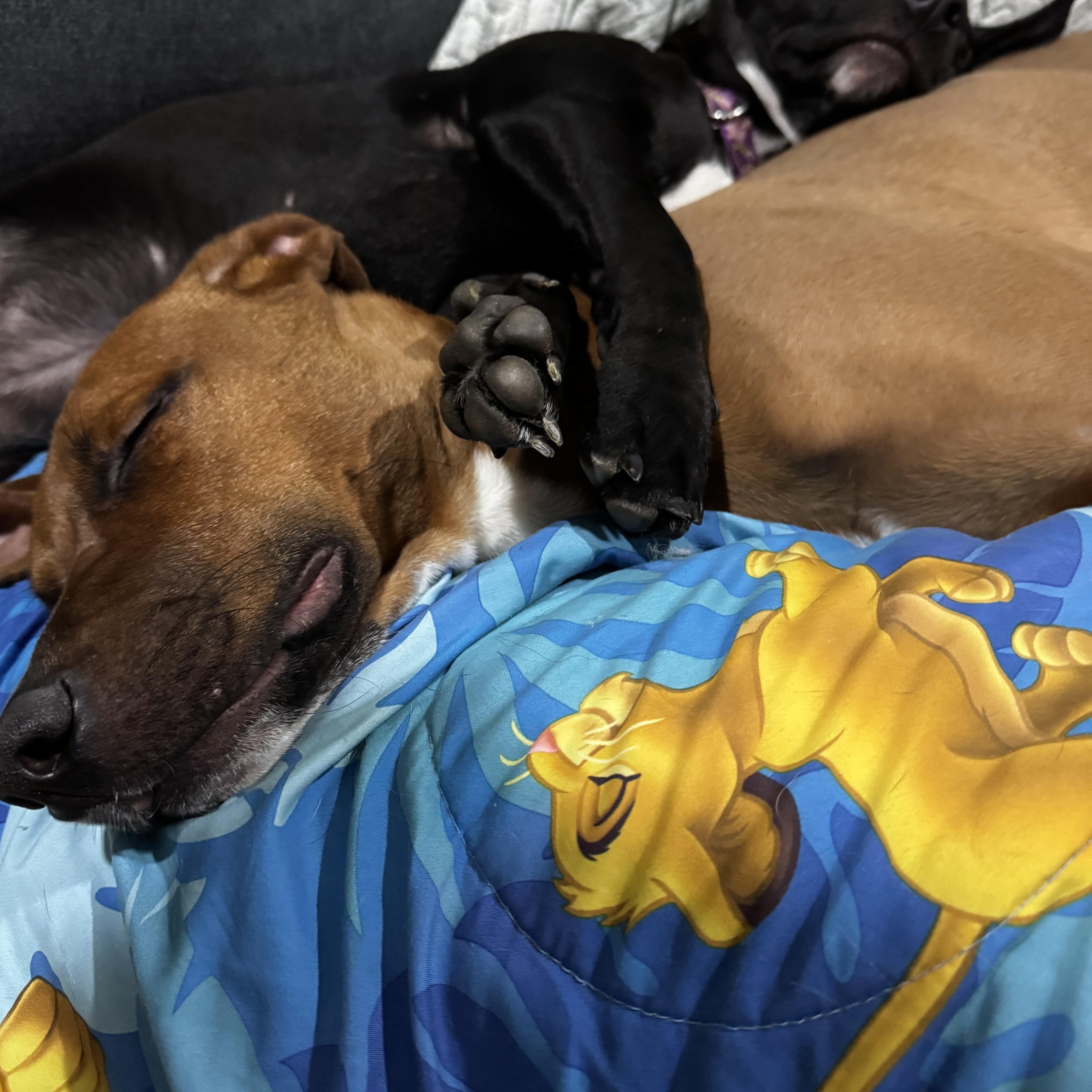 Enlarge Silas the Lover Boy!, a Adoptable mixed breed in Newton, NJ image 2/6