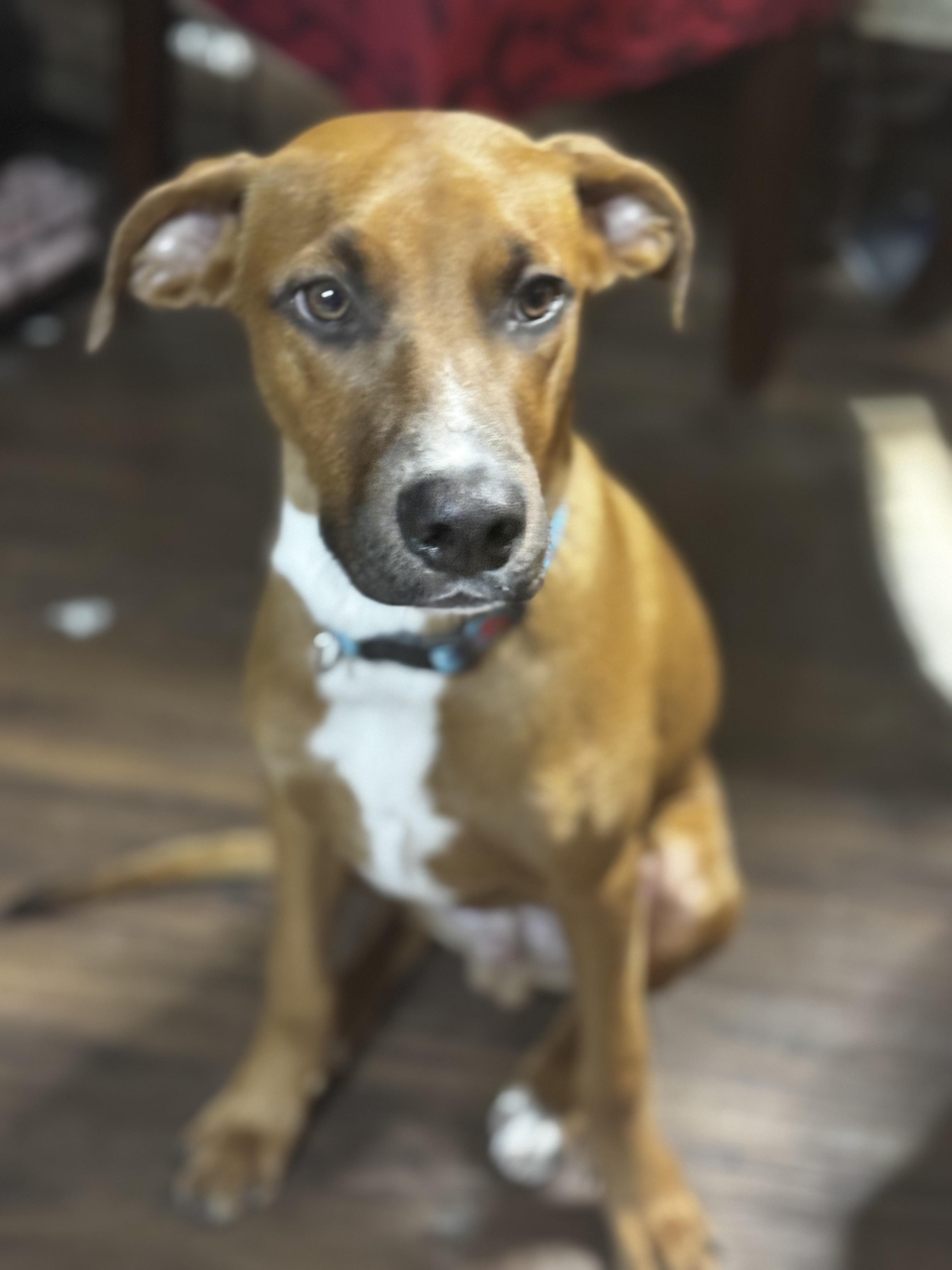 Enlarge Silas the Lover Boy!, a Adoptable mixed breed in Newton, NJ image 3/6