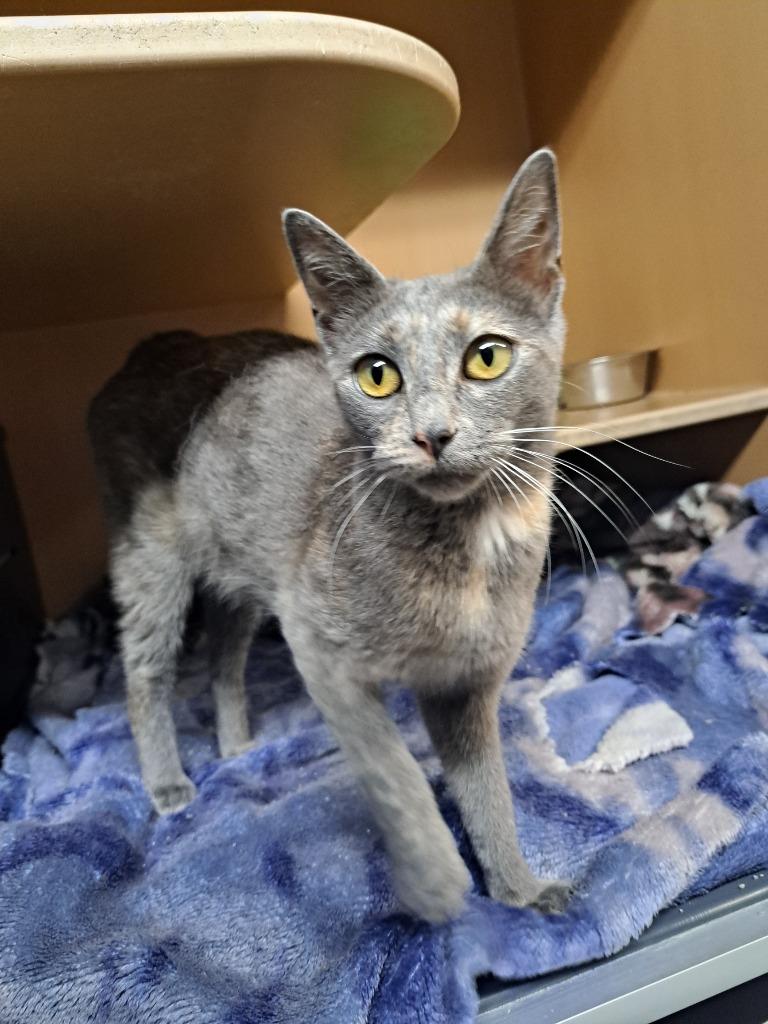 Rita, Adoptable, Young Female Domestic Short Hair.