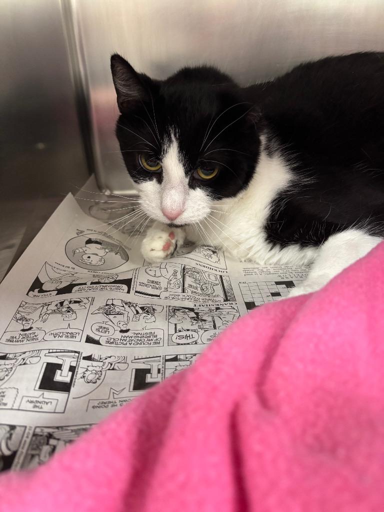 Sheldon, Adoptable, Adult Male Domestic Short Hair.