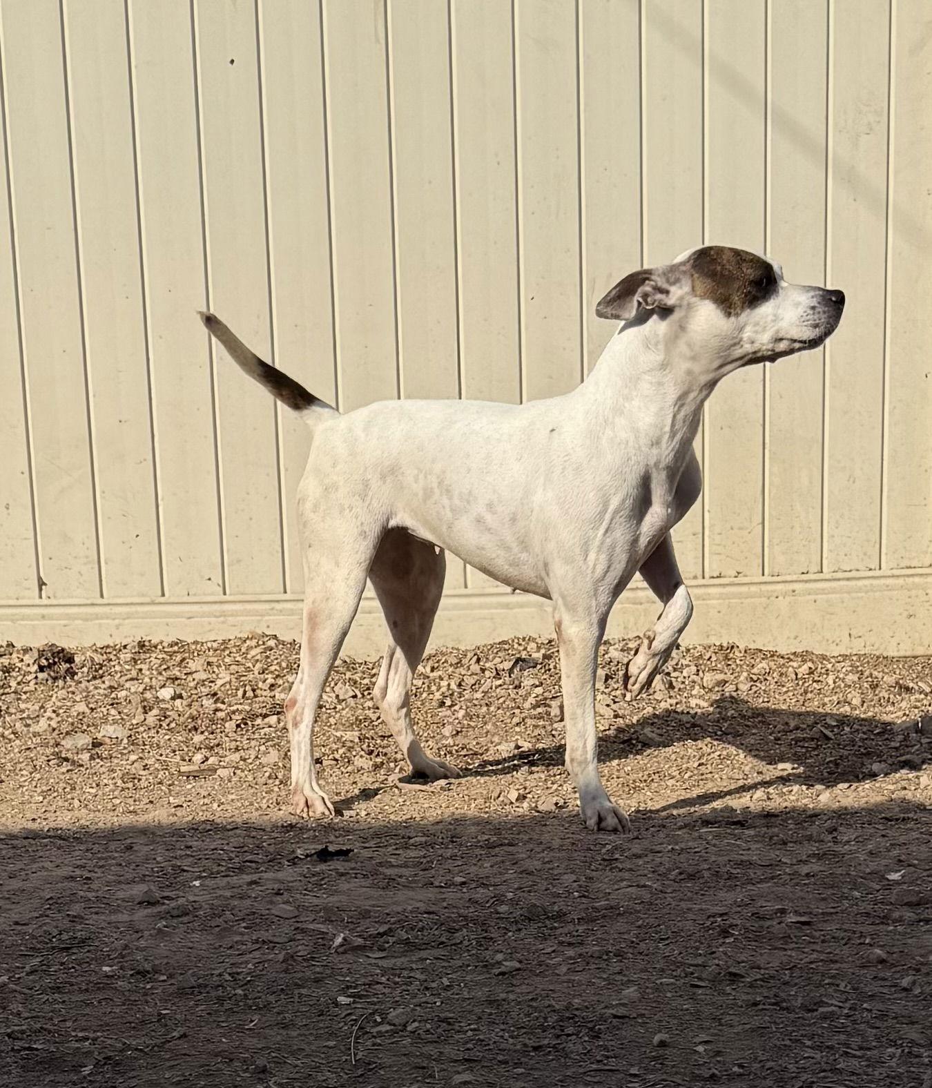 Radar, Adoptable, Adult Female Pit Bull Terrier.