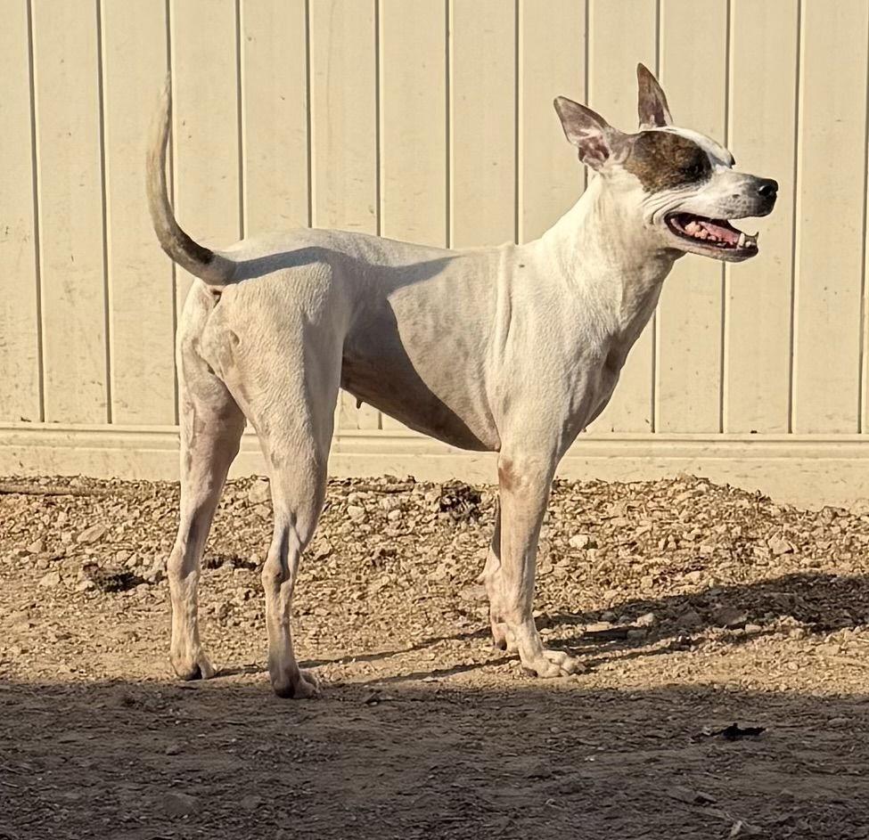 Enlarge Radar, a Adoptable Pit Bull Terrier in Corning, AR image 2/3