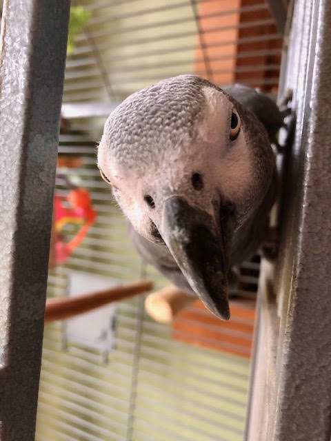 Davin, Adopted, Adult Unknown African Grey.