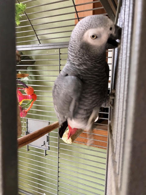 Enlarge Davin, a Adopted African Grey in East Hartland, CT image 3/3