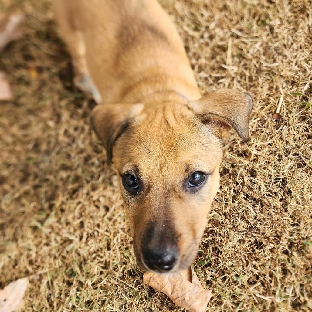 Enlarge Miley, a Adoptable Mixed Breed in Clarksville, TN image 1/6