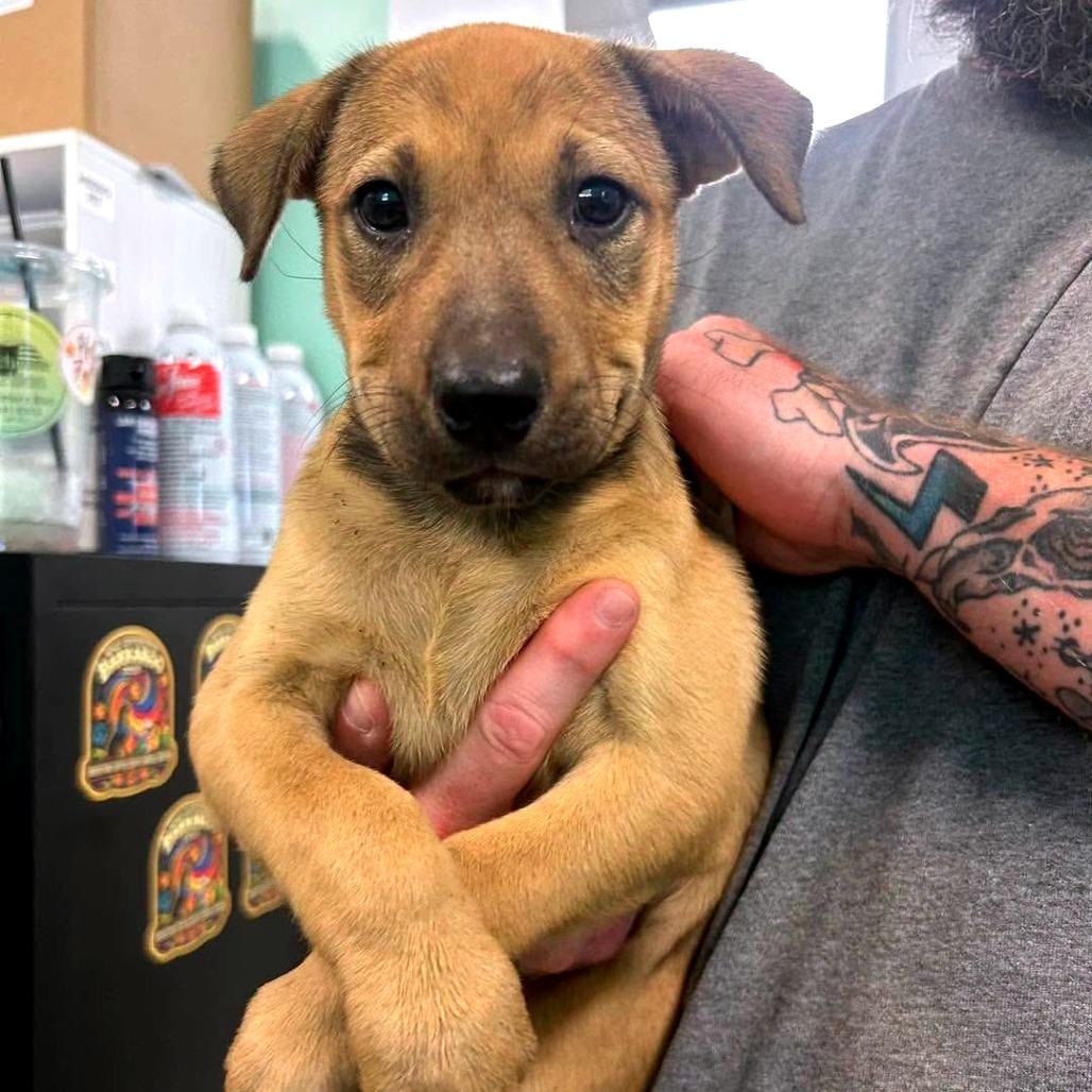 Enlarge Miley, a Adoptable Mixed Breed in Clarksville, TN image 2/6