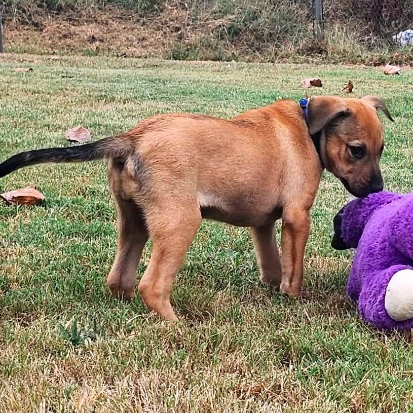 Enlarge Miley, a Adoptable Mixed Breed in Clarksville, TN image 3/6