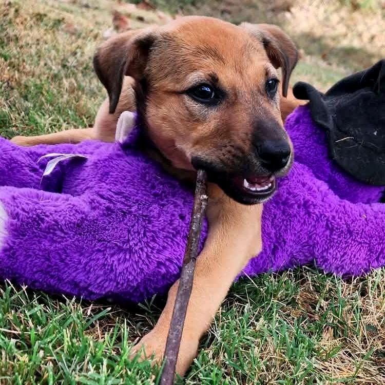 Enlarge Miley, a Adoptable Mixed Breed in Clarksville, TN image 4/6