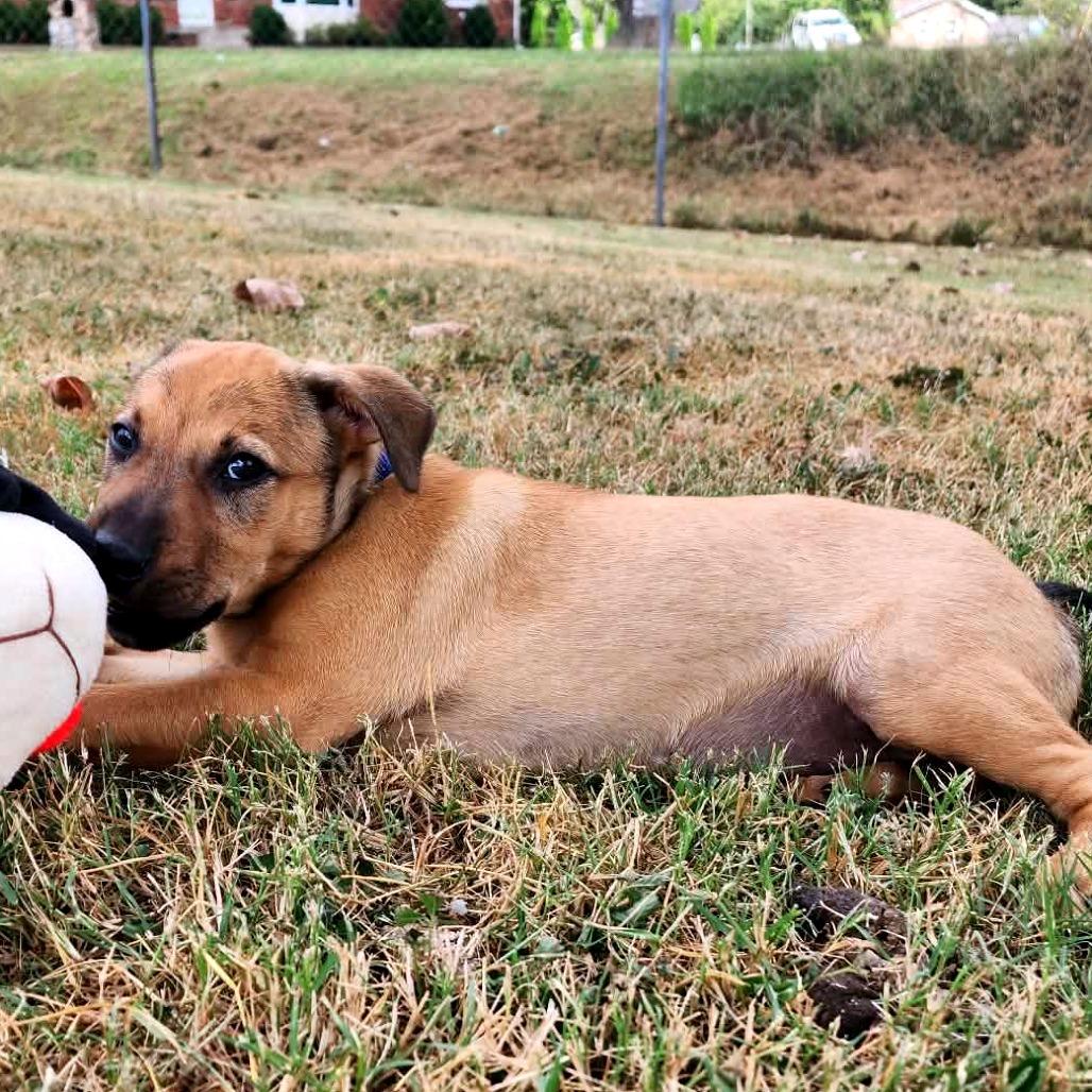 Enlarge Miley, a Adoptable Mixed Breed in Clarksville, TN image 5/6