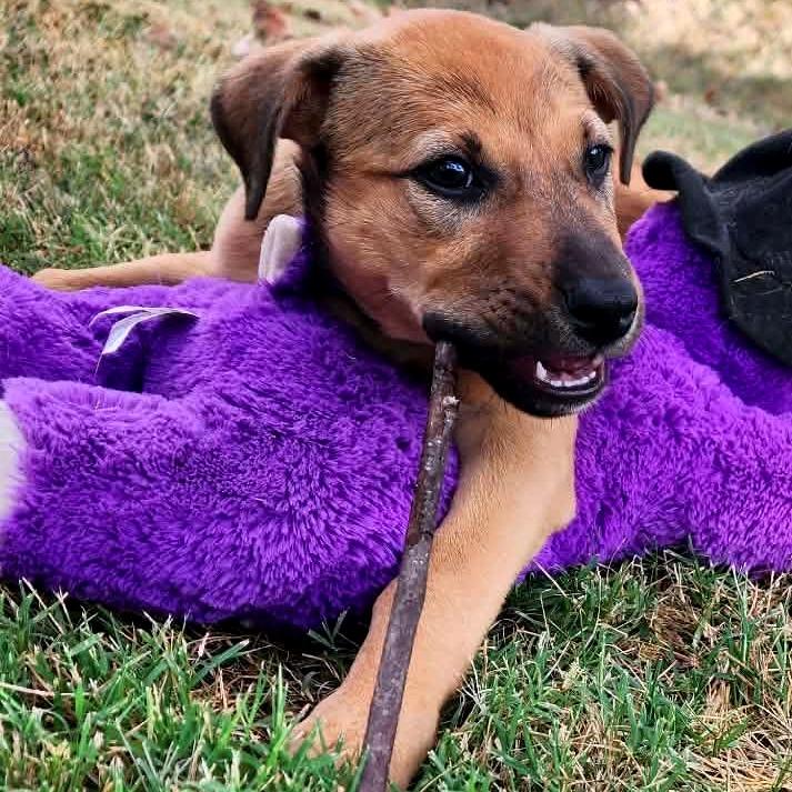 Enlarge Miley, a Adoptable Mixed Breed in Clarksville, TN image 6/6