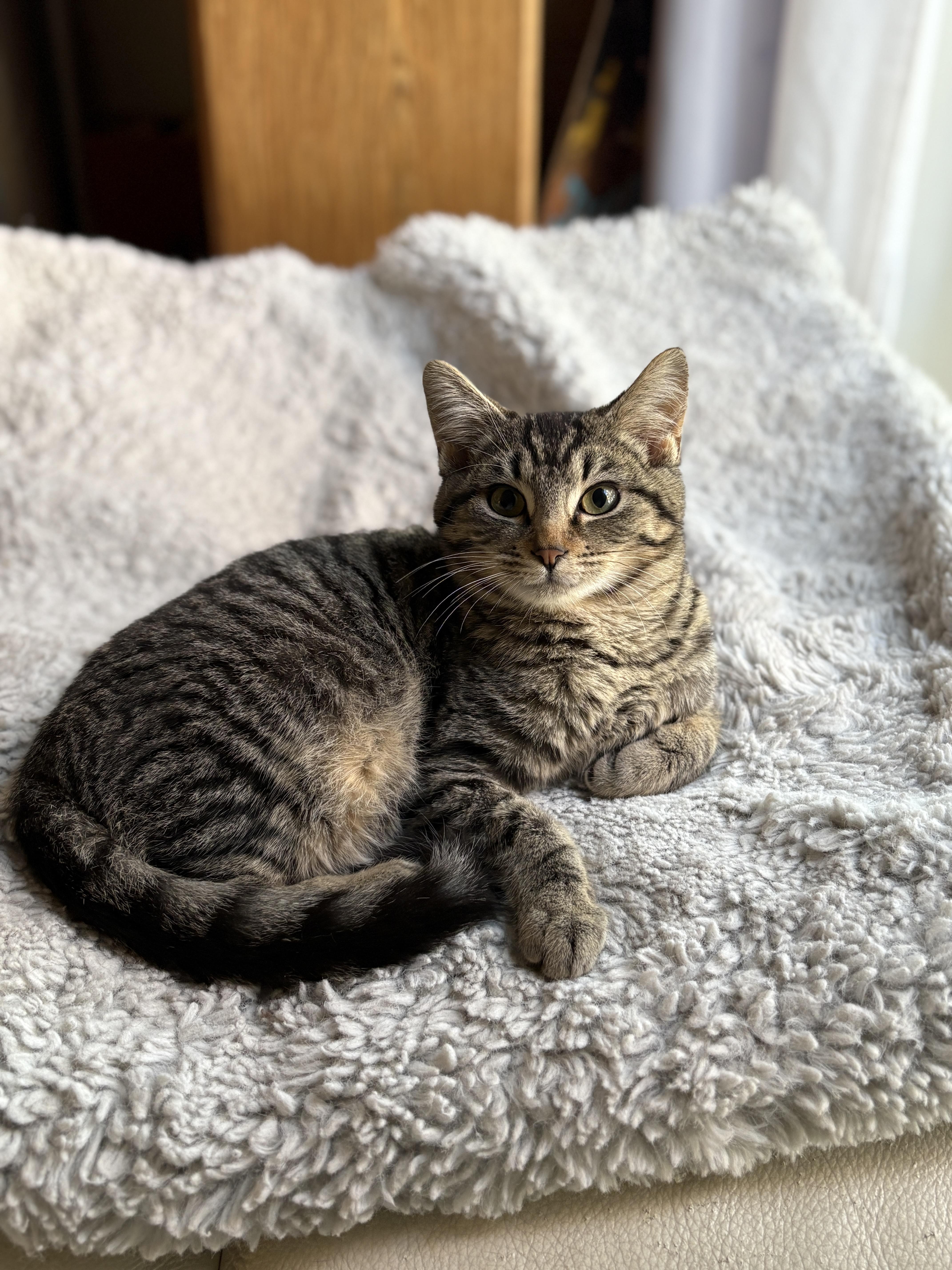 Enlarge Fletcher , a ADOPTABLE Domestic Short Hair in Pacific Palisades, CA image 1/3