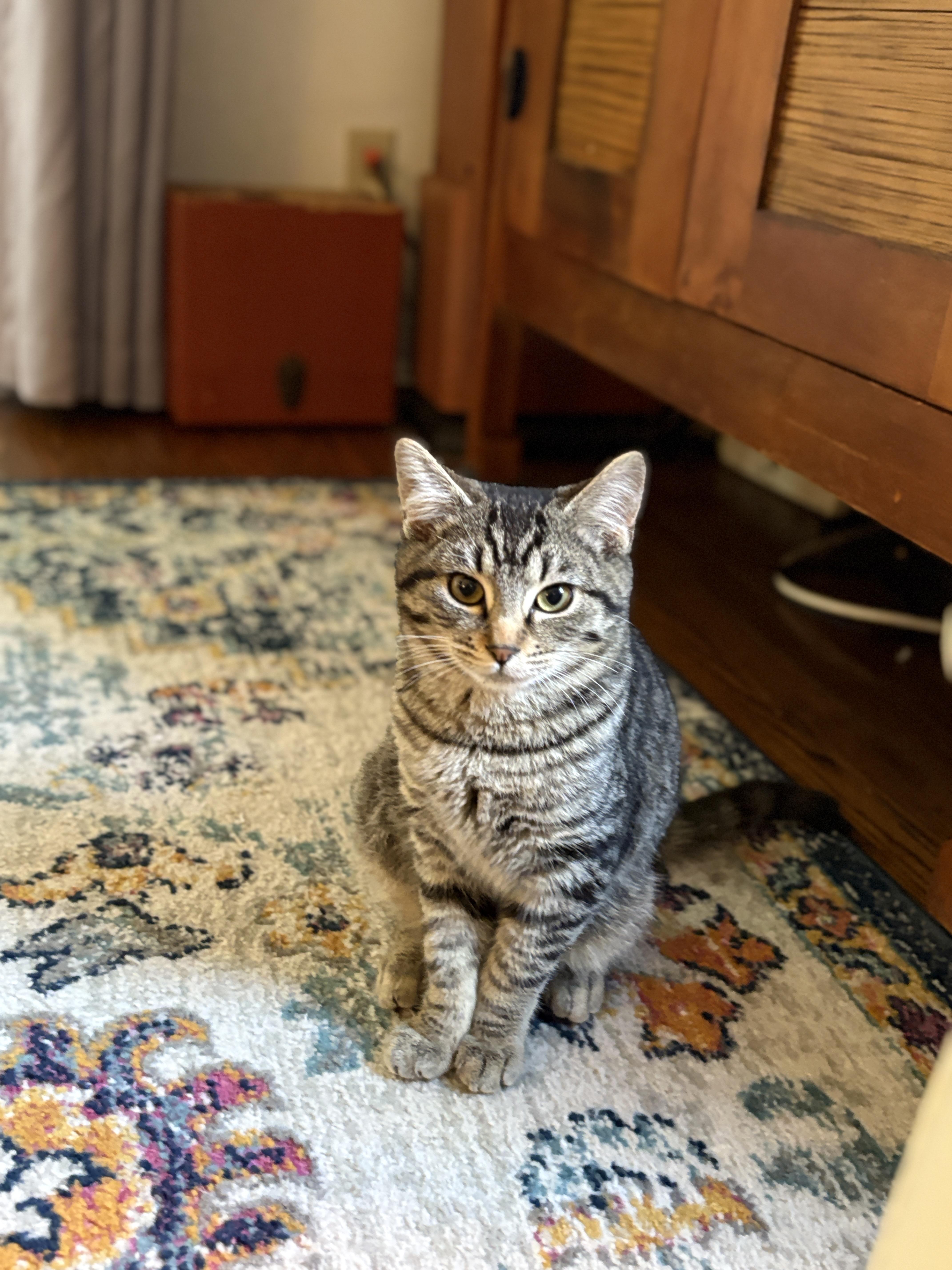 Enlarge Fletcher , a ADOPTABLE Domestic Short Hair in Pacific Palisades, CA image 2/3