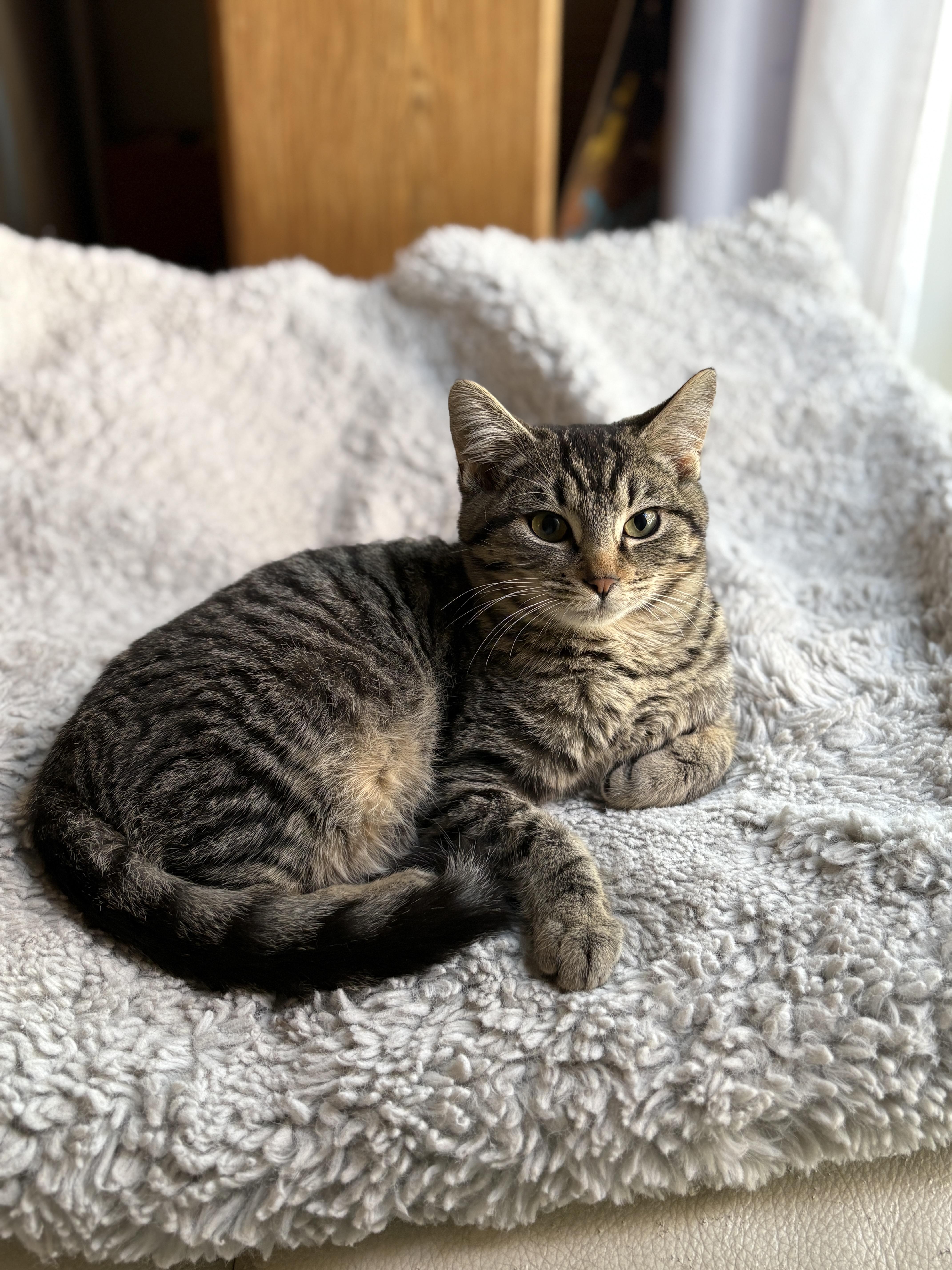 Enlarge Fletcher , a ADOPTABLE Domestic Short Hair in Pacific Palisades, CA image 3/3