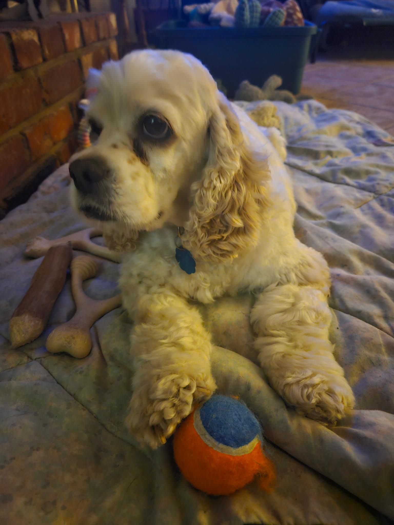 Chloe, ADOPTABLE, Adult Female Cocker Spaniel.