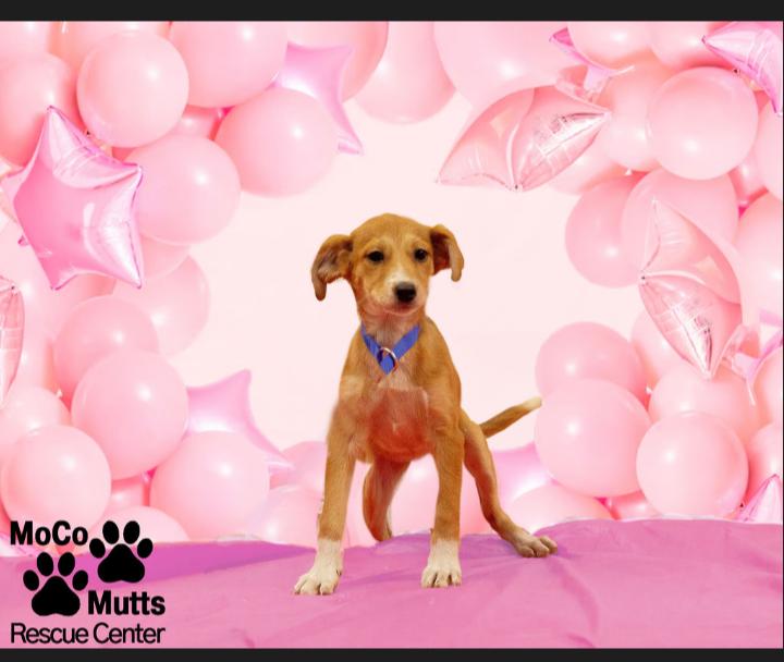 Sasha, Adopted, Puppy Female Hound.