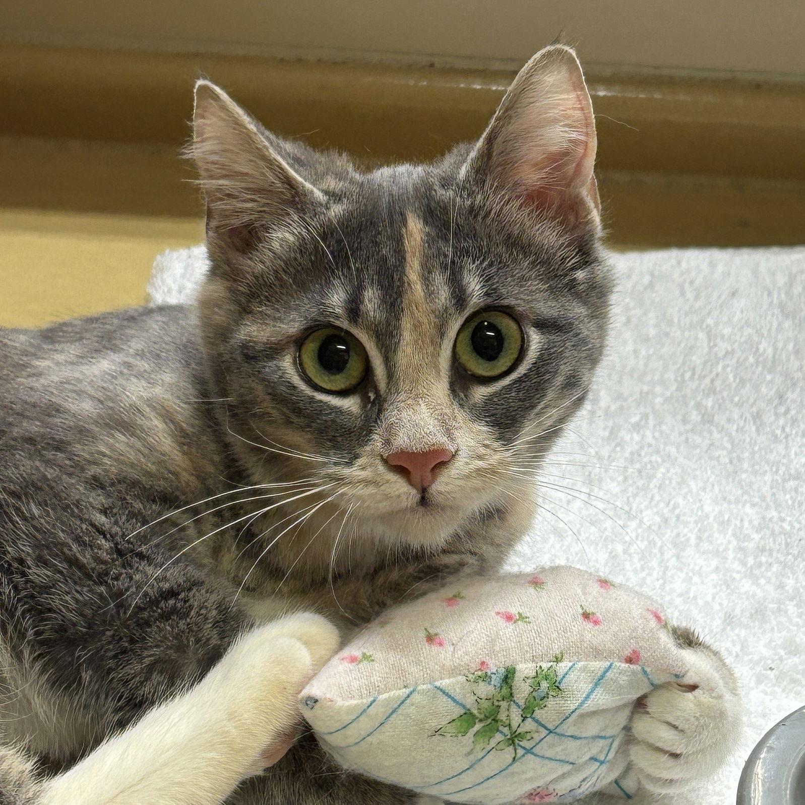 Enlarge Giselle, a Adoptable Domestic Short Hair in Sonora, CA image 1/1