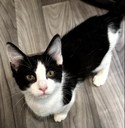 Chilli, Adoptable, Kitten Female American Shorthair.