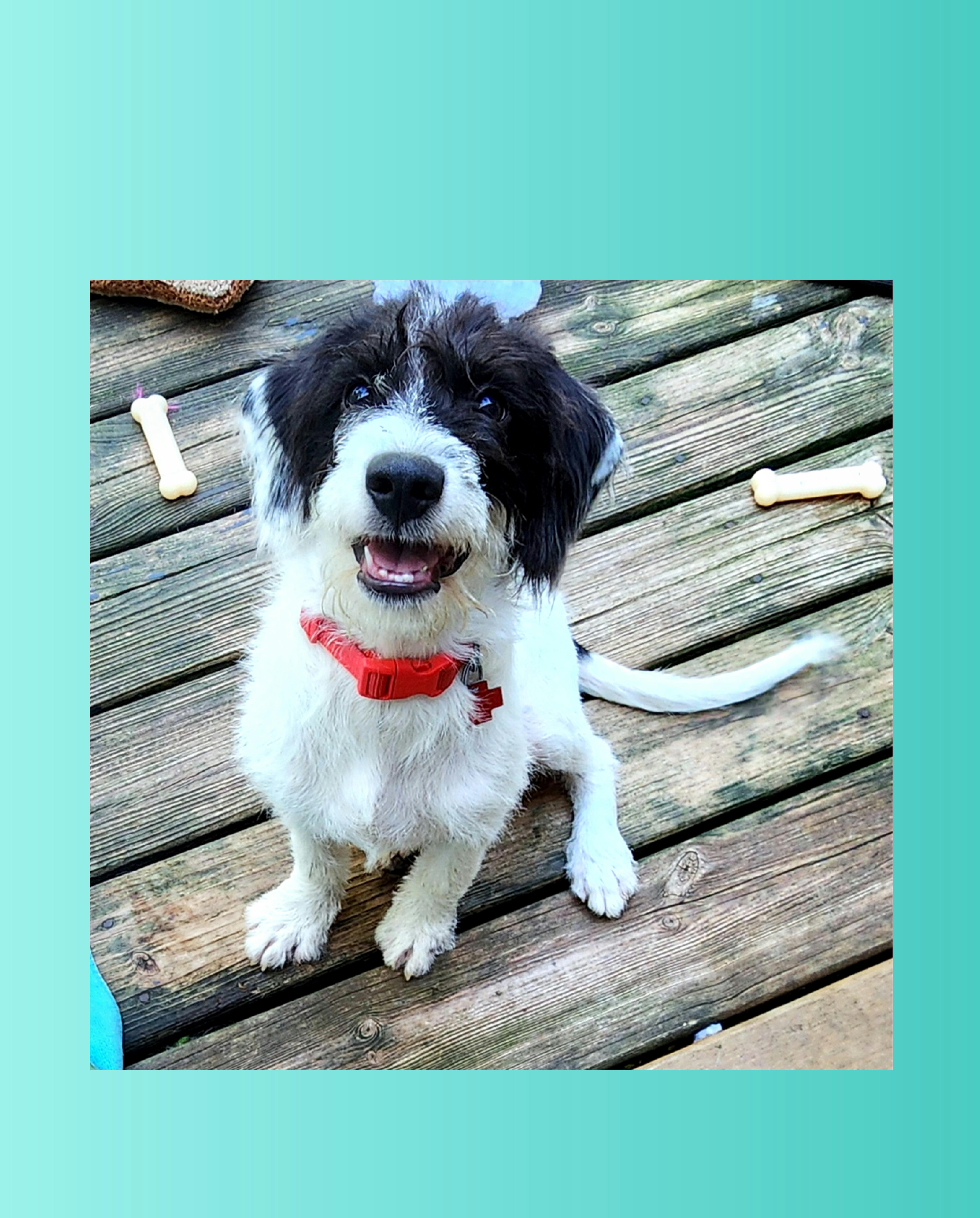 Pluto, Adoptable, Puppy Male Labradoodle.