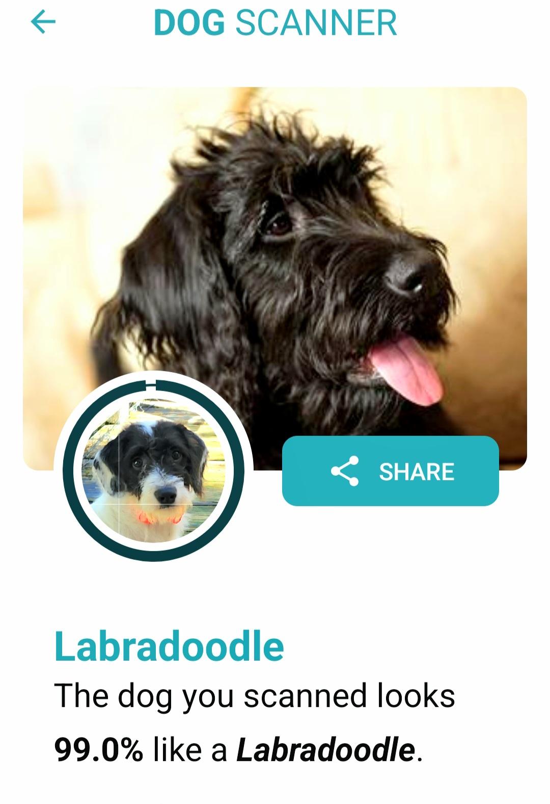 Enlarge Pluto, a Adoptable mixed breed in Lake Geneva, WI image 5/6