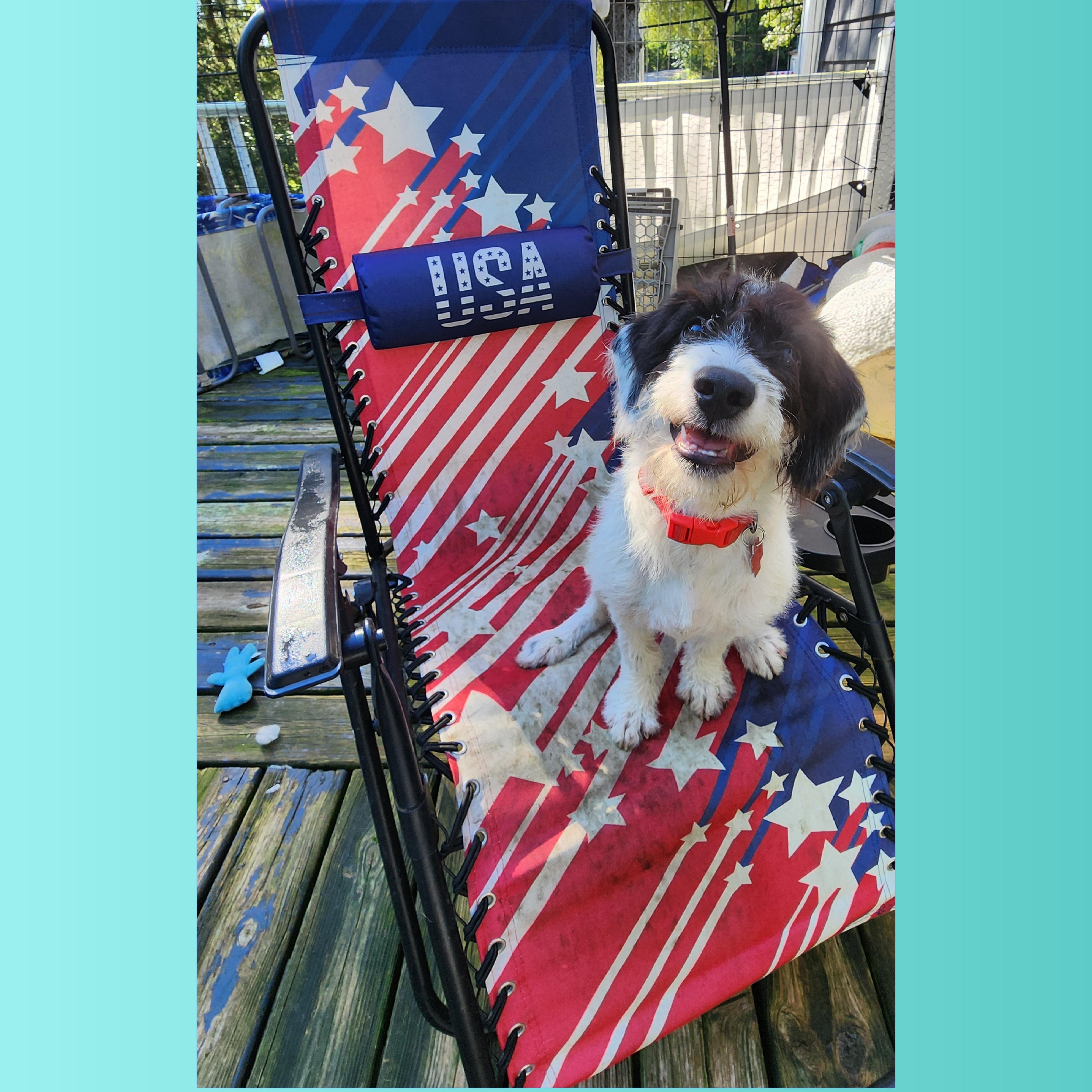 Enlarge Pluto, a Adoptable mixed breed in Lake Geneva, WI image 6/6