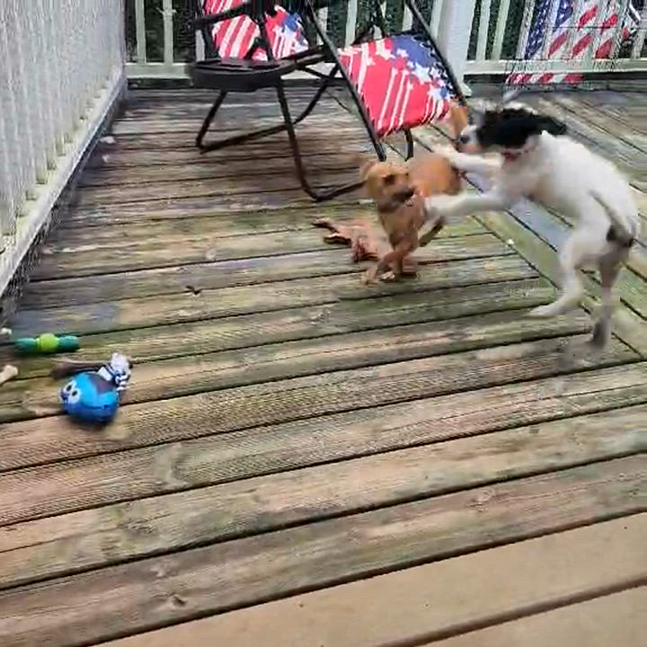 Enlarge Pluto, a Adoptable mixed breed in Lake Geneva, WI video 2/6