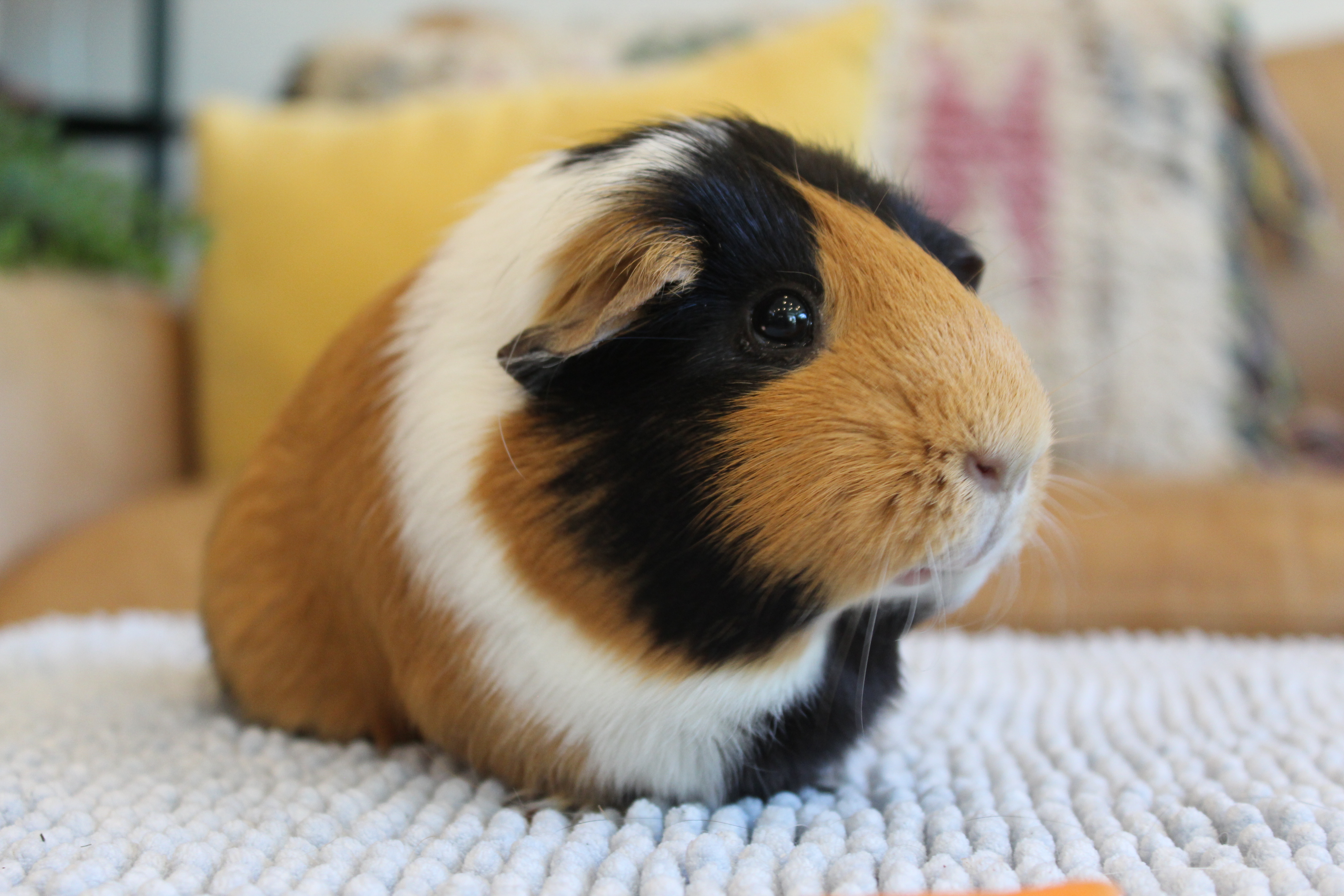 Amelia *SOLO*, adopted, Adult Female Short-Haired.