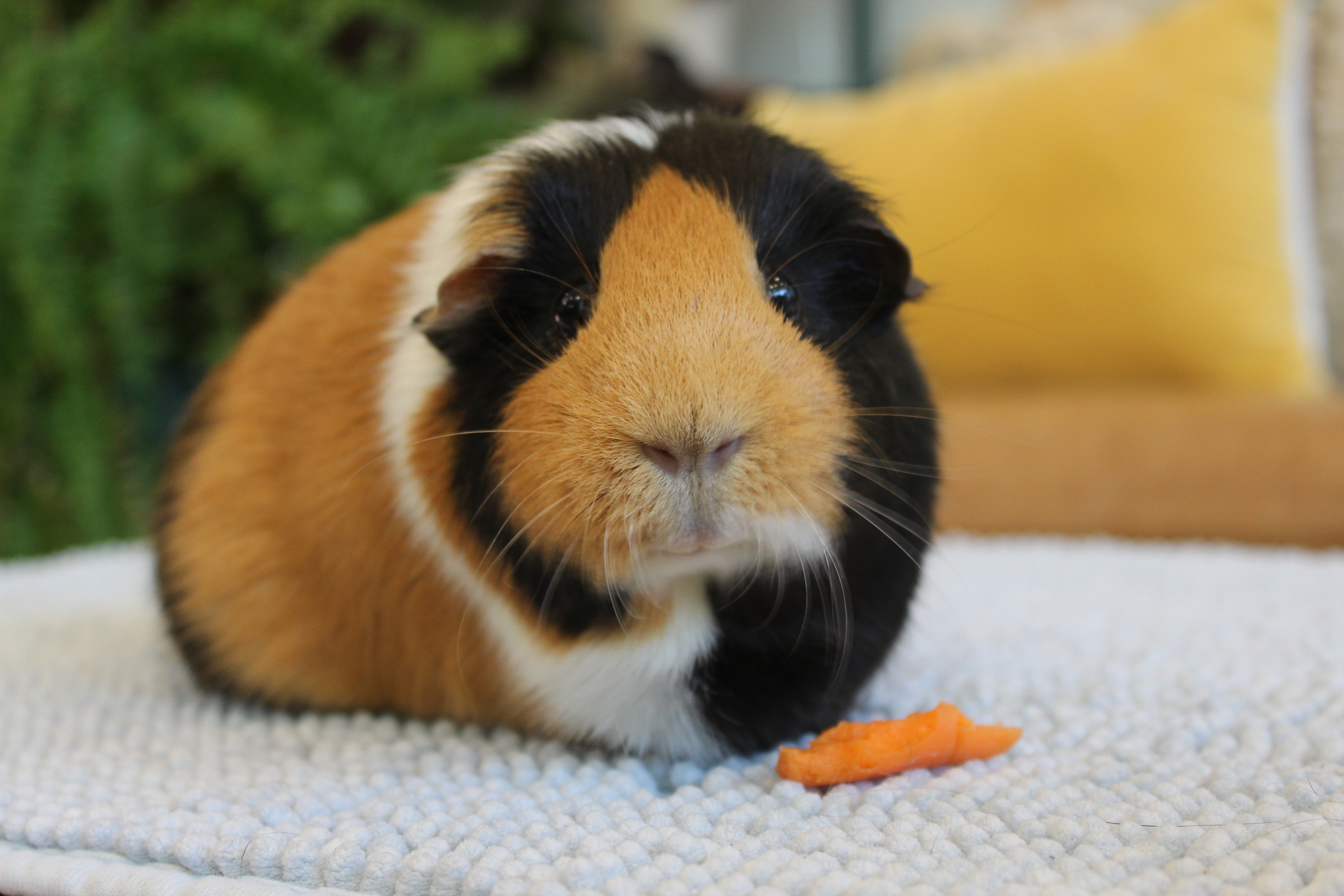 Amelia *SOLO*, an adopted Short-Haired in Philadelphia, PA image 2/2