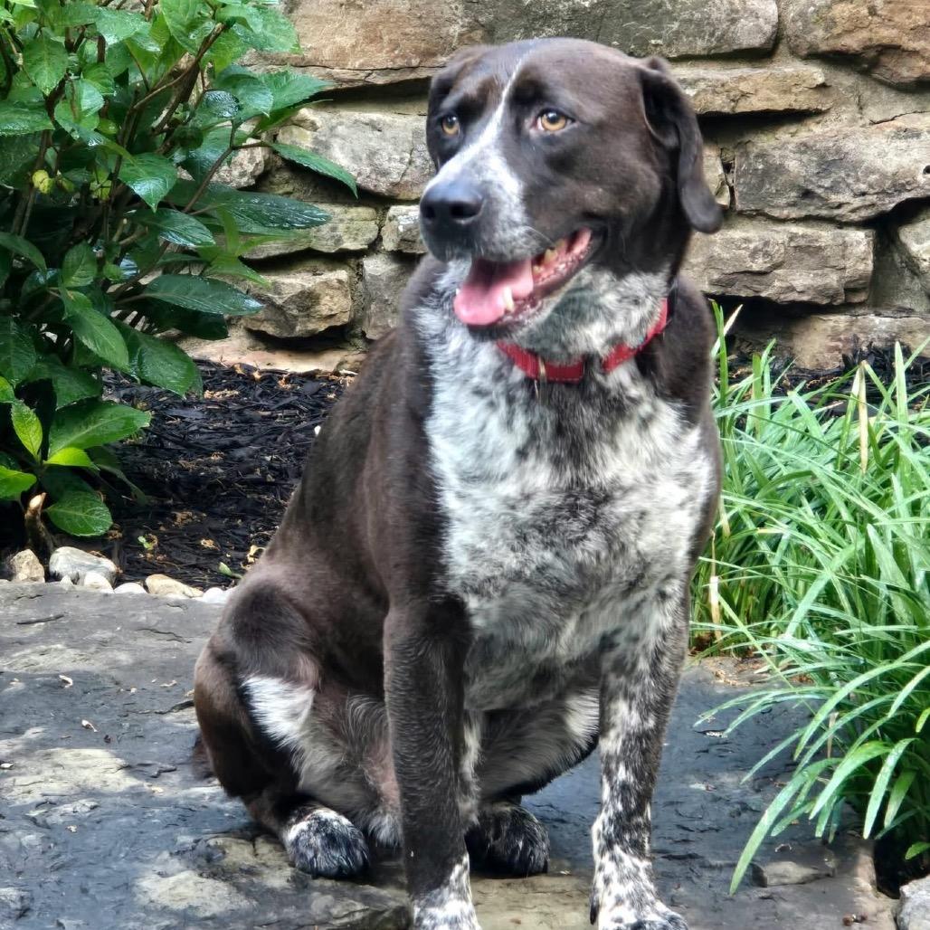 Eli, Adoptable, Adult Male Hound.