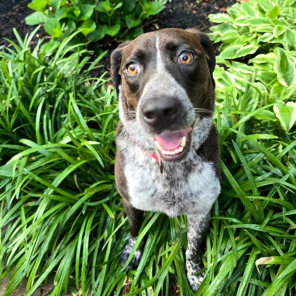 Eli, a Adoptable Hound in Little Rock, AR image 3/6
