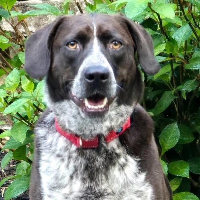 Eli, a Adoptable Hound in Little Rock, AR image 4/6