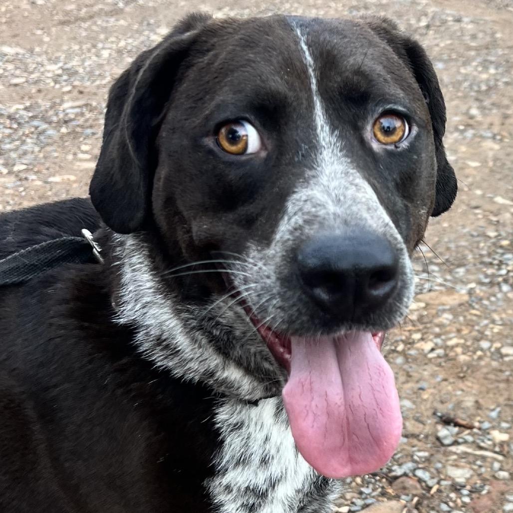 Enlarge Eli, a Adoptable Hound in Little Rock, AR image 3/3