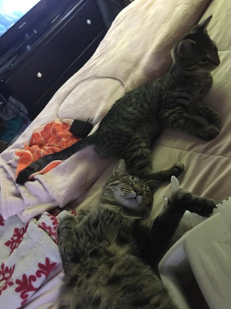 Lovey & Gillian, Adoptable, Young Female Domestic Short Hair.