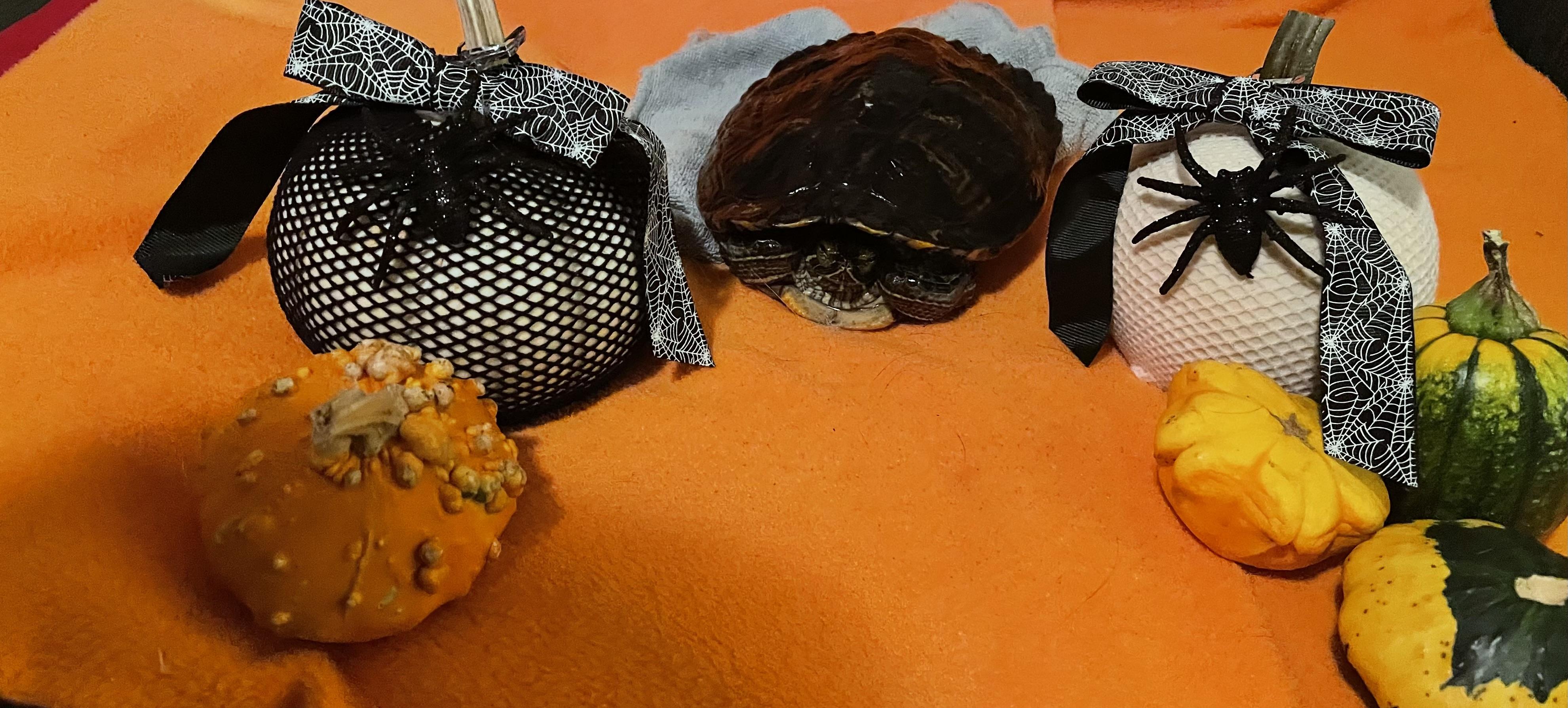 Sam, Adoptable, Adult Male Red-Eared Slider.