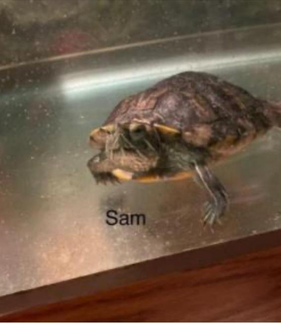 Sam, a Adoptable Red-Eared Slider in Berlin, CT image 2/2