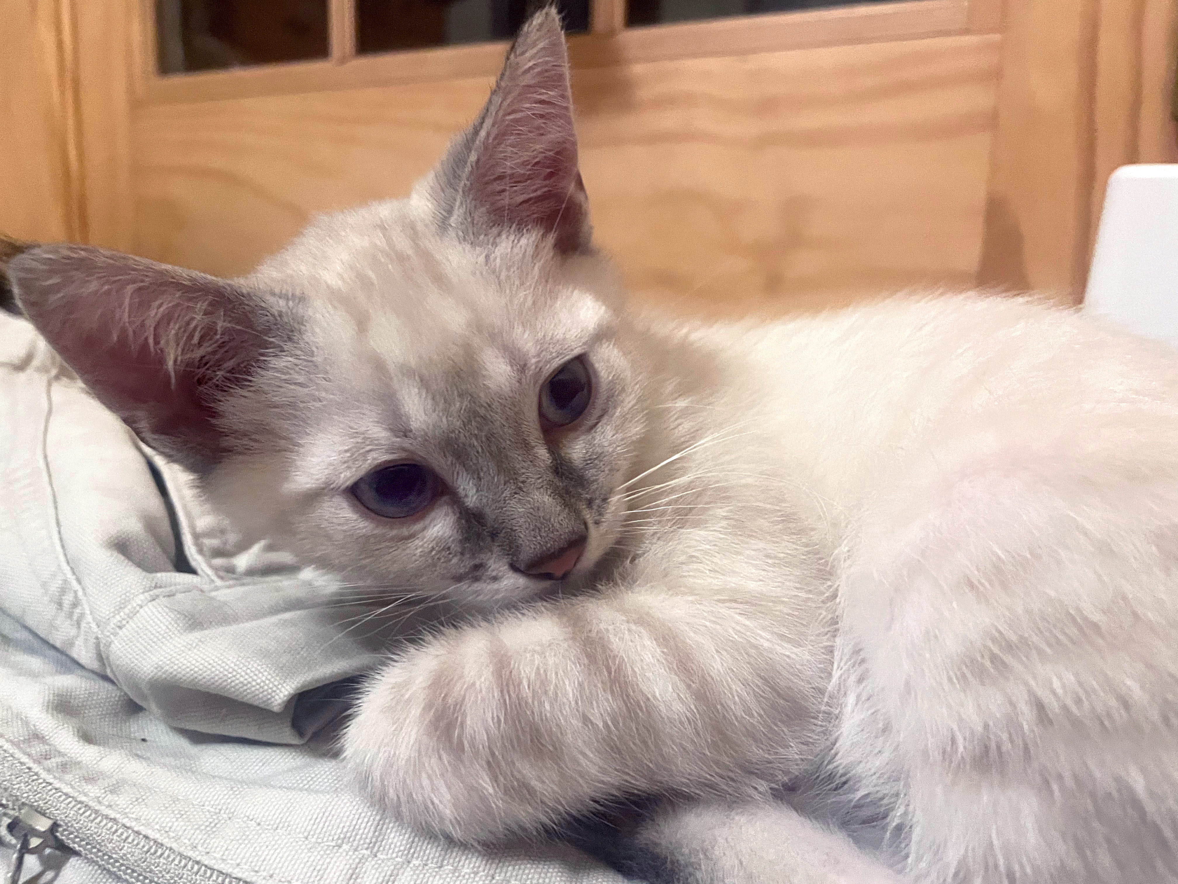 Frosty, Adopted, Kitten Male Siamese.