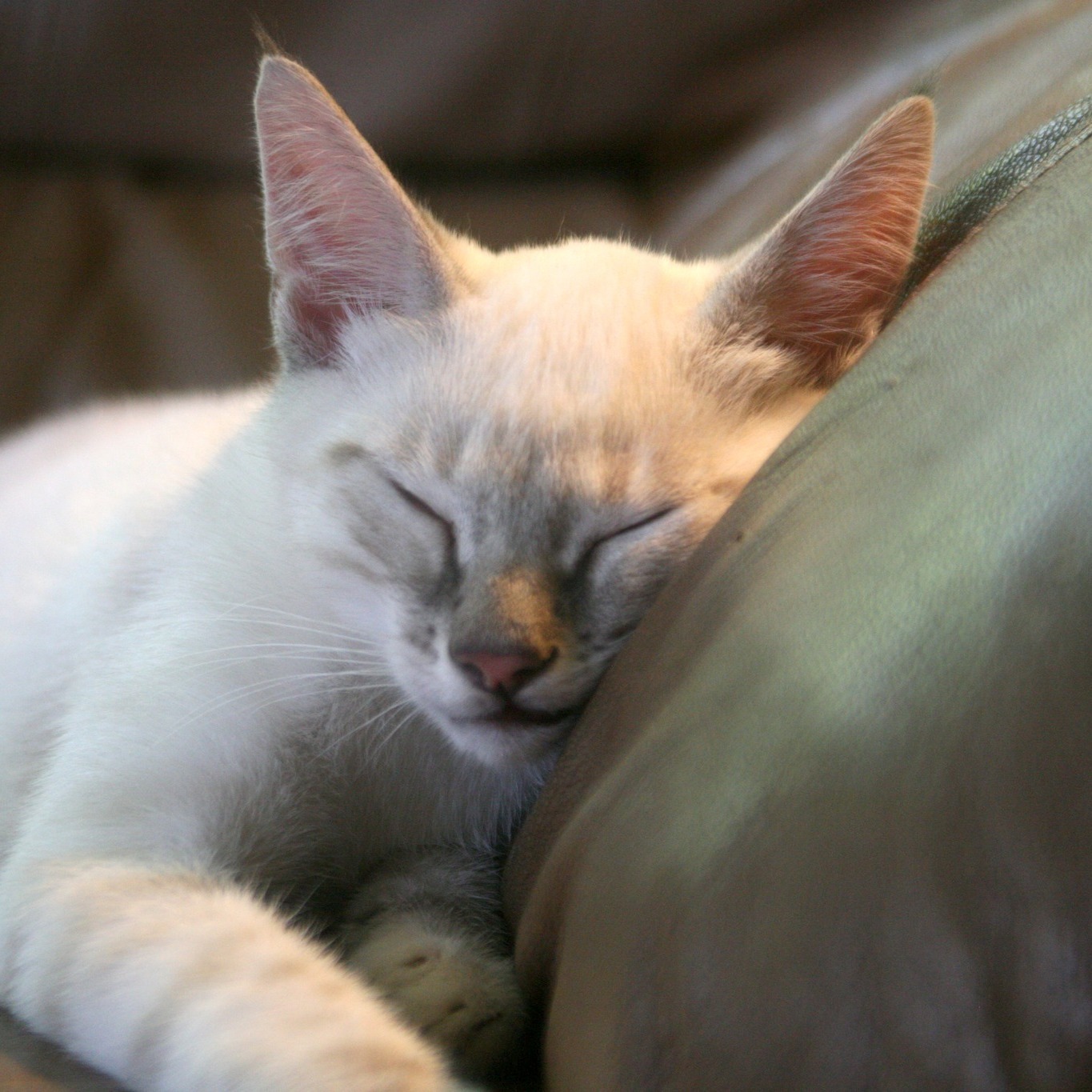 Frosty, a Adopted Siamese in Springfield, OR image 2/12
