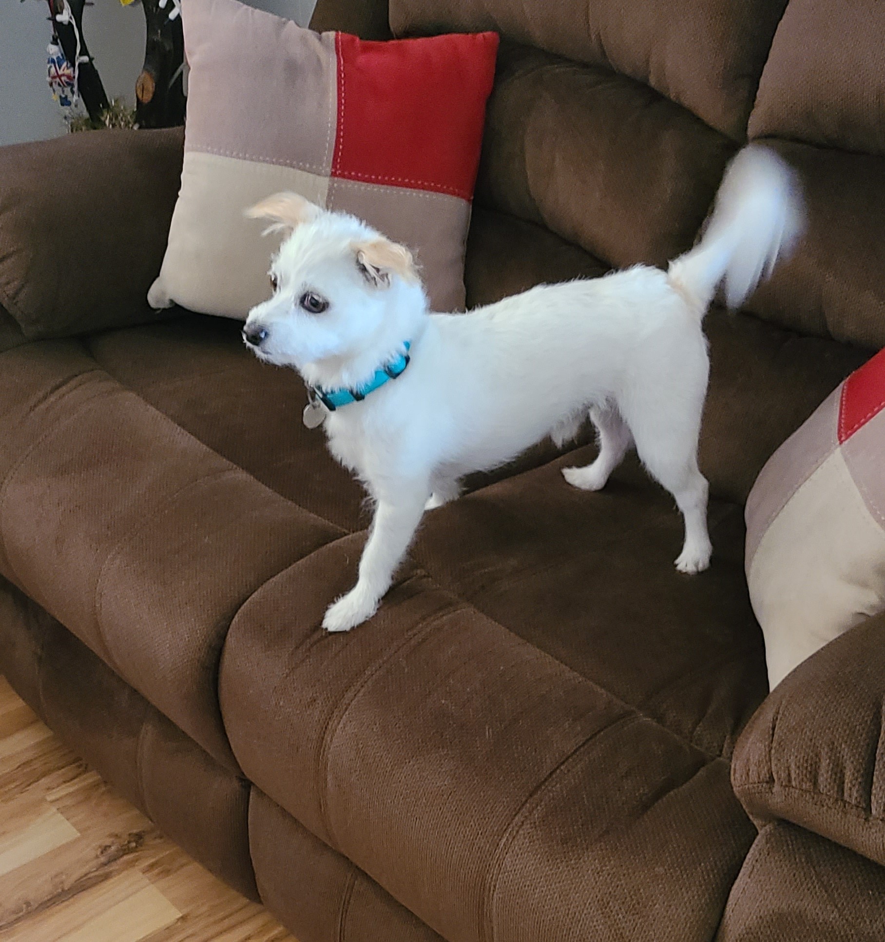 Bruno, a Adoptable mixed breed in Lake Forest, CA image 4/4