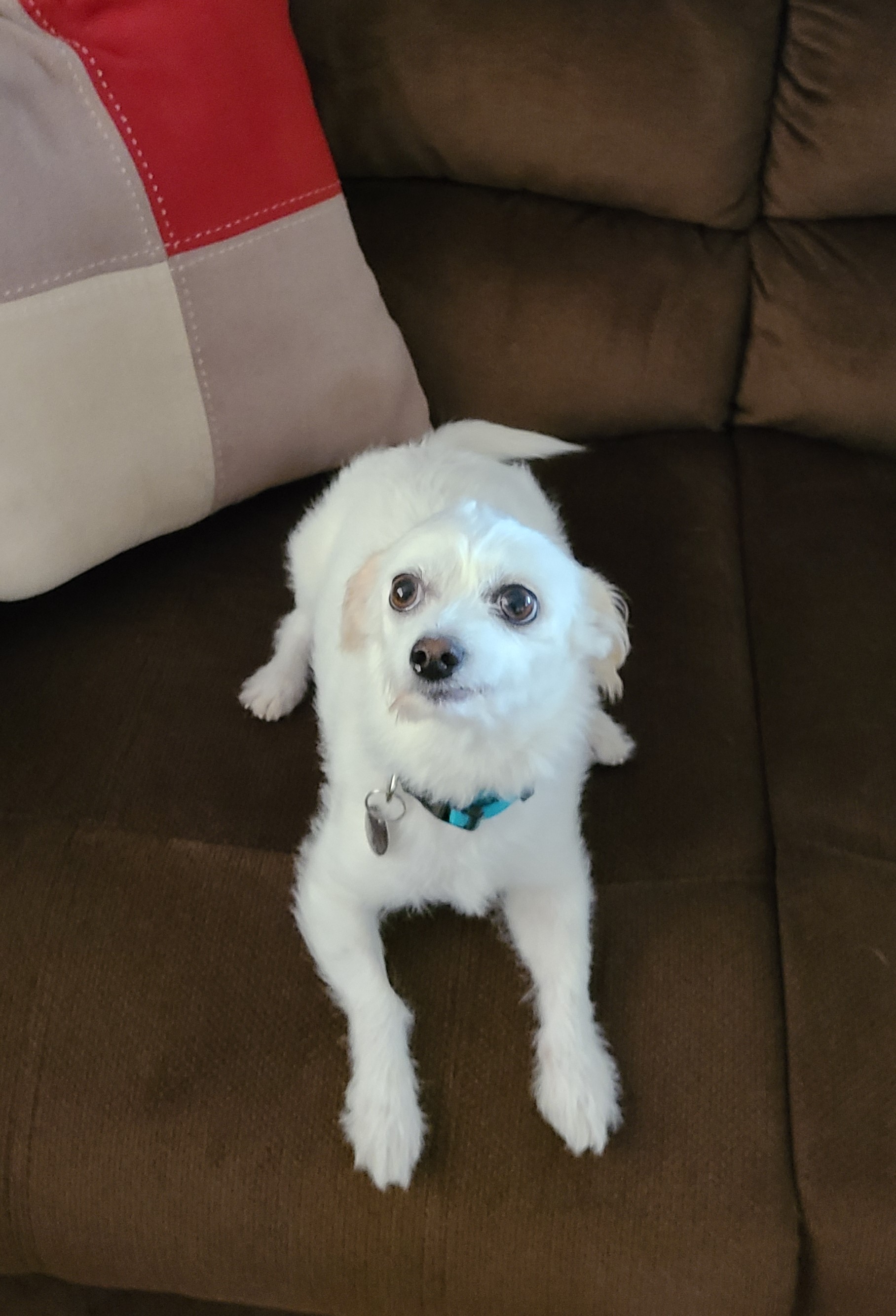 Bruno, a Adoptable mixed breed in Lake Forest, CA image 3/4