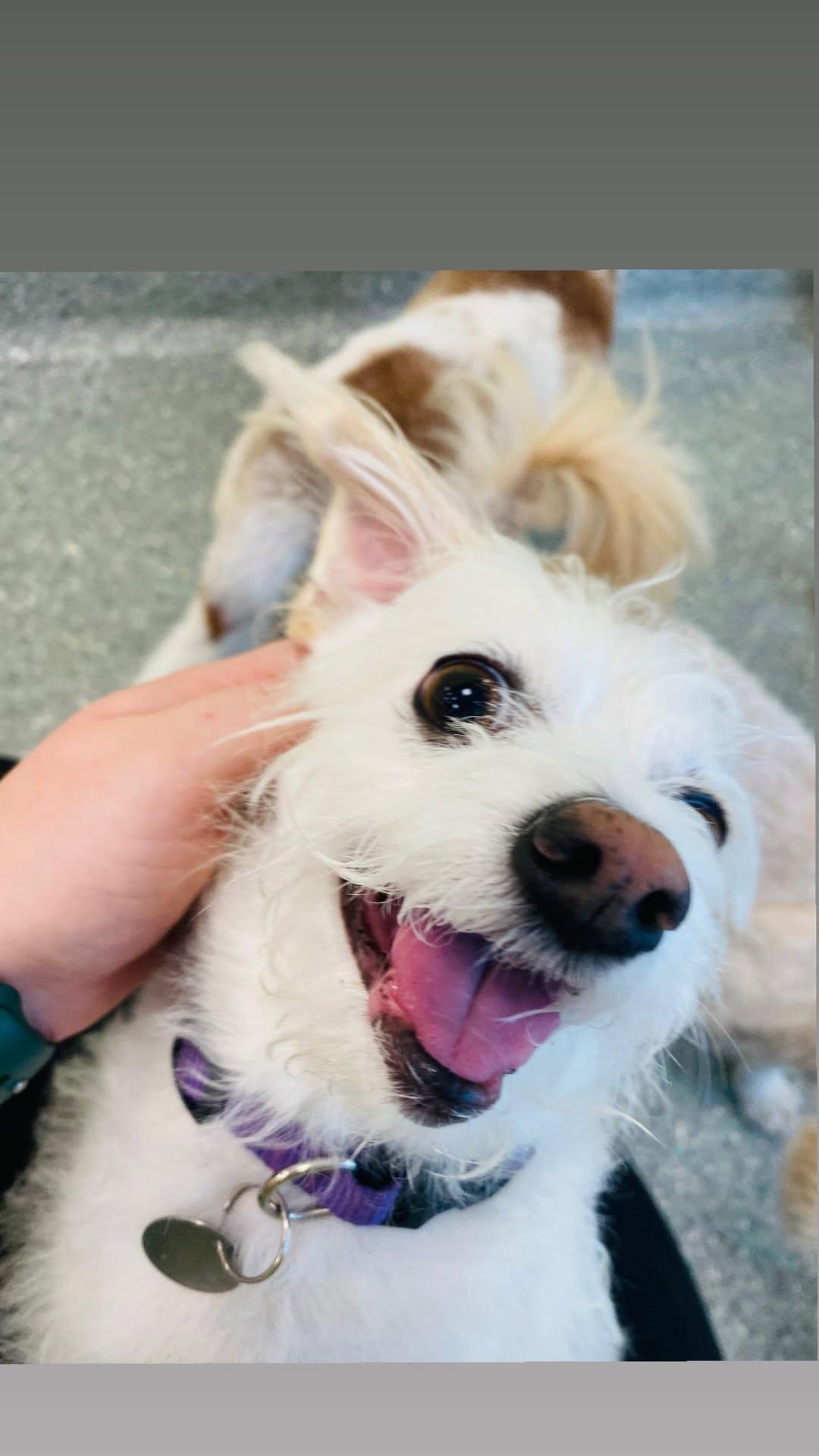 Bruno, a Adoptable mixed breed in Lake Forest, CA image 1/4