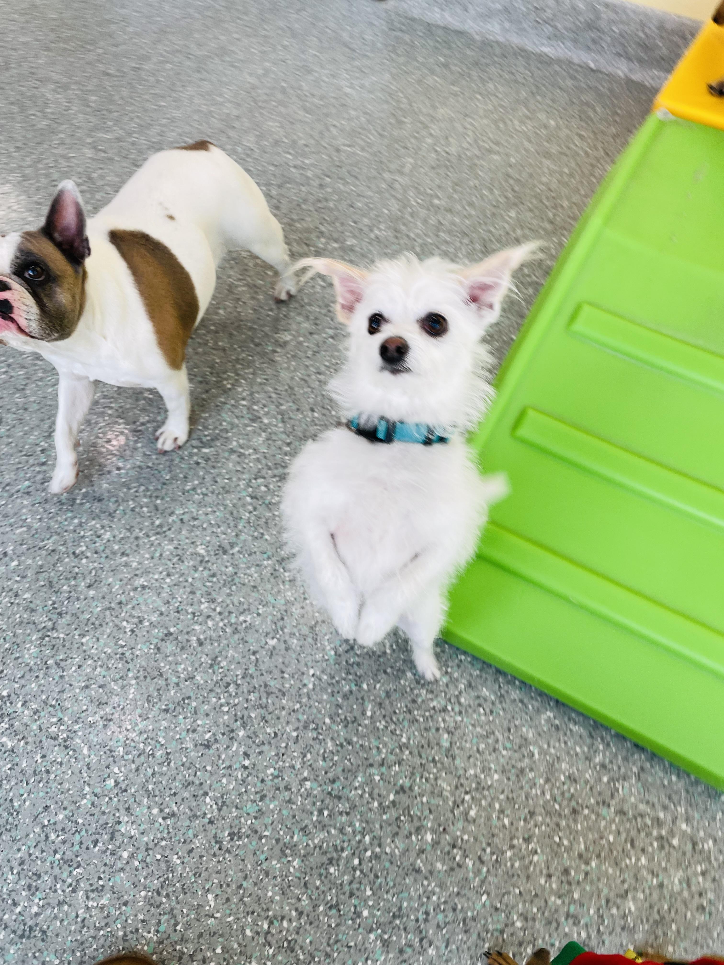 Bruno, a Adoptable mixed breed in Lake Forest, CA image 2/4