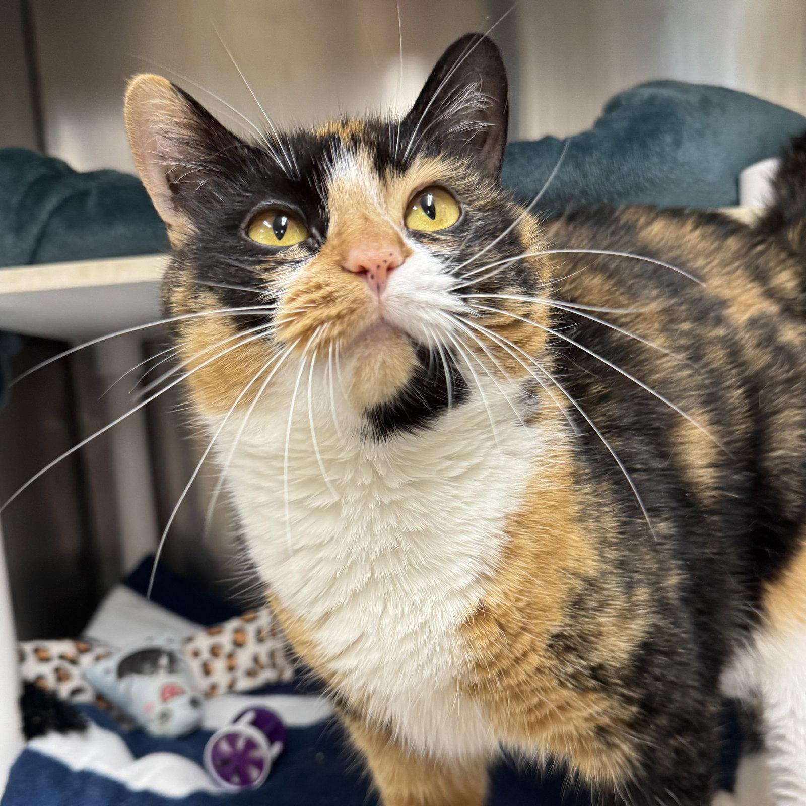 Callie, Adoptable, Young Female Calico.