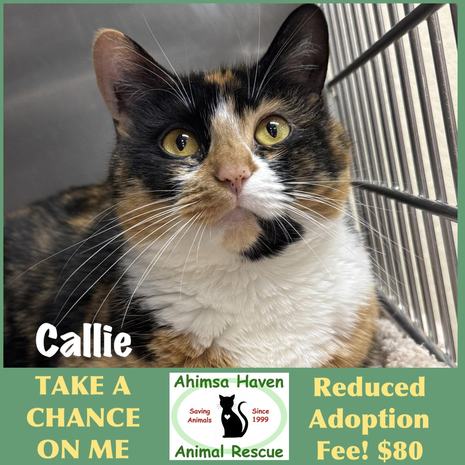 Enlarge Callie, a Adoptable Calico in Winchendon, MA image 2/3