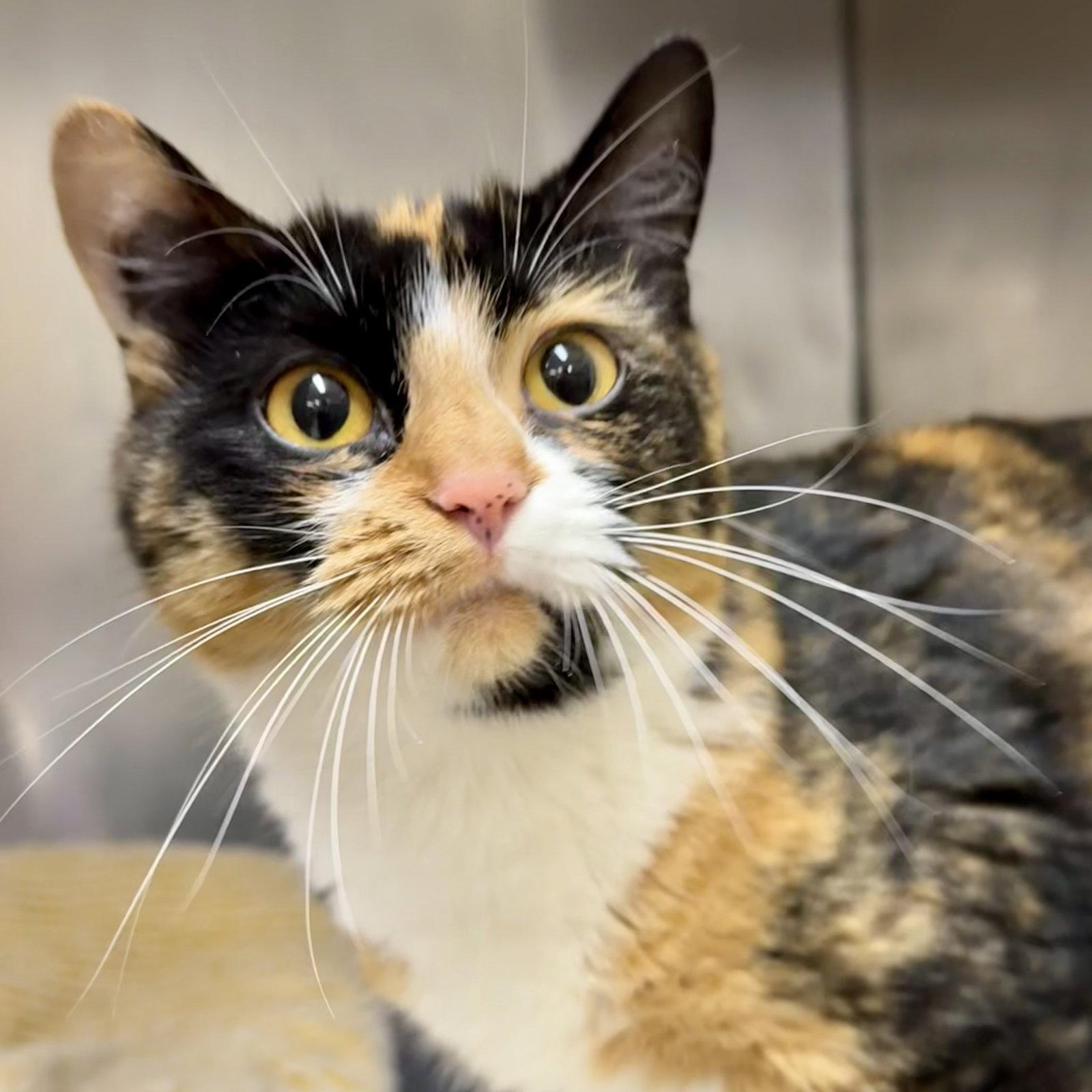 Callie, Adoptable, Young Female Calico.