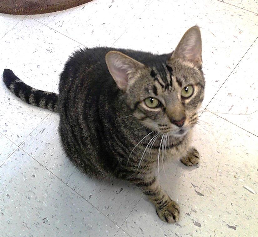 Enlarge LEROY, an adopted Domestic Short Hair in Pegram, TN image 2/2